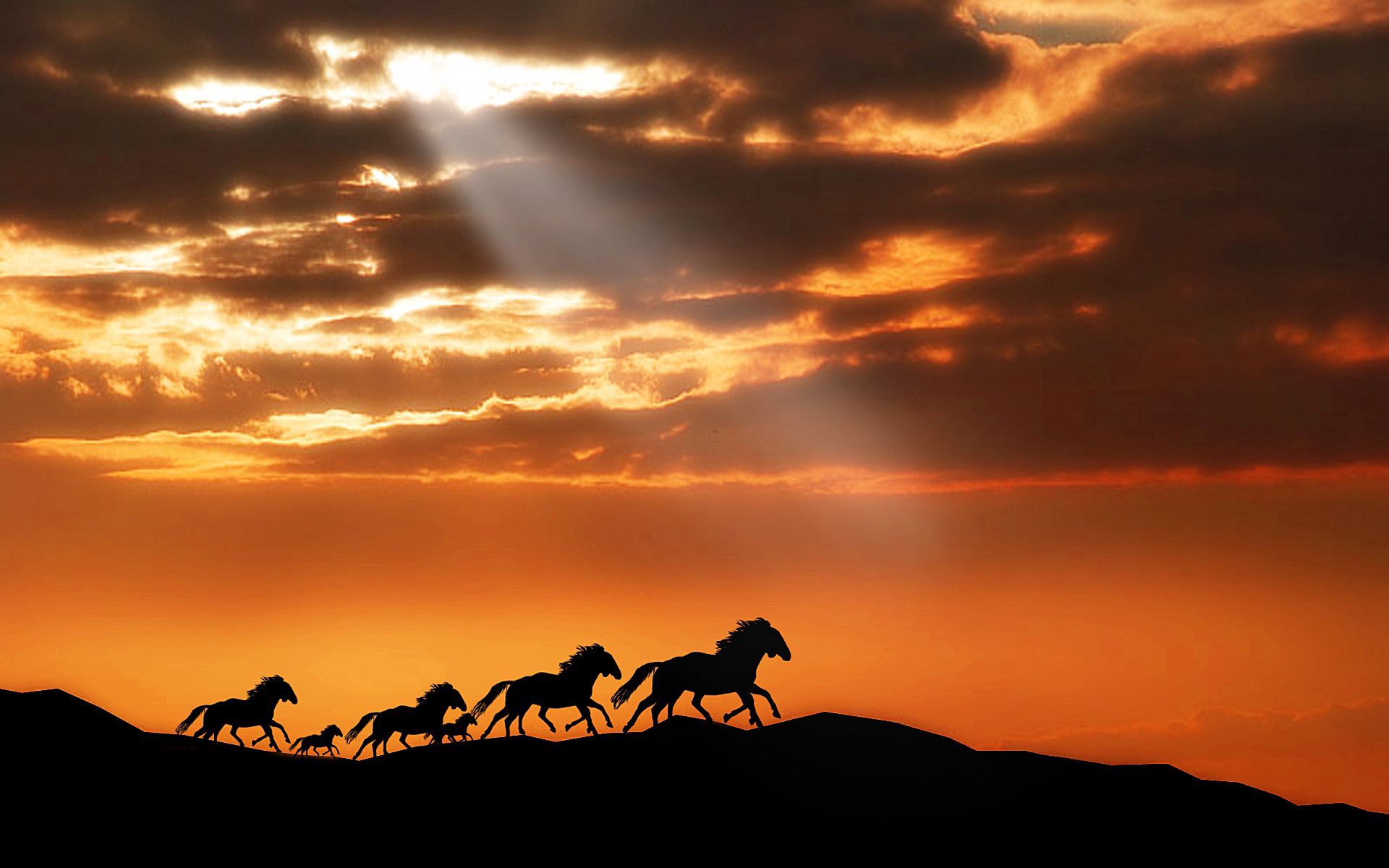 142573 Hintergrundbild herunterladen pferde, silhouetten, tiere, sunset, herde, weglaufen, ausführen - Bildschirmschoner und Bilder kostenlos