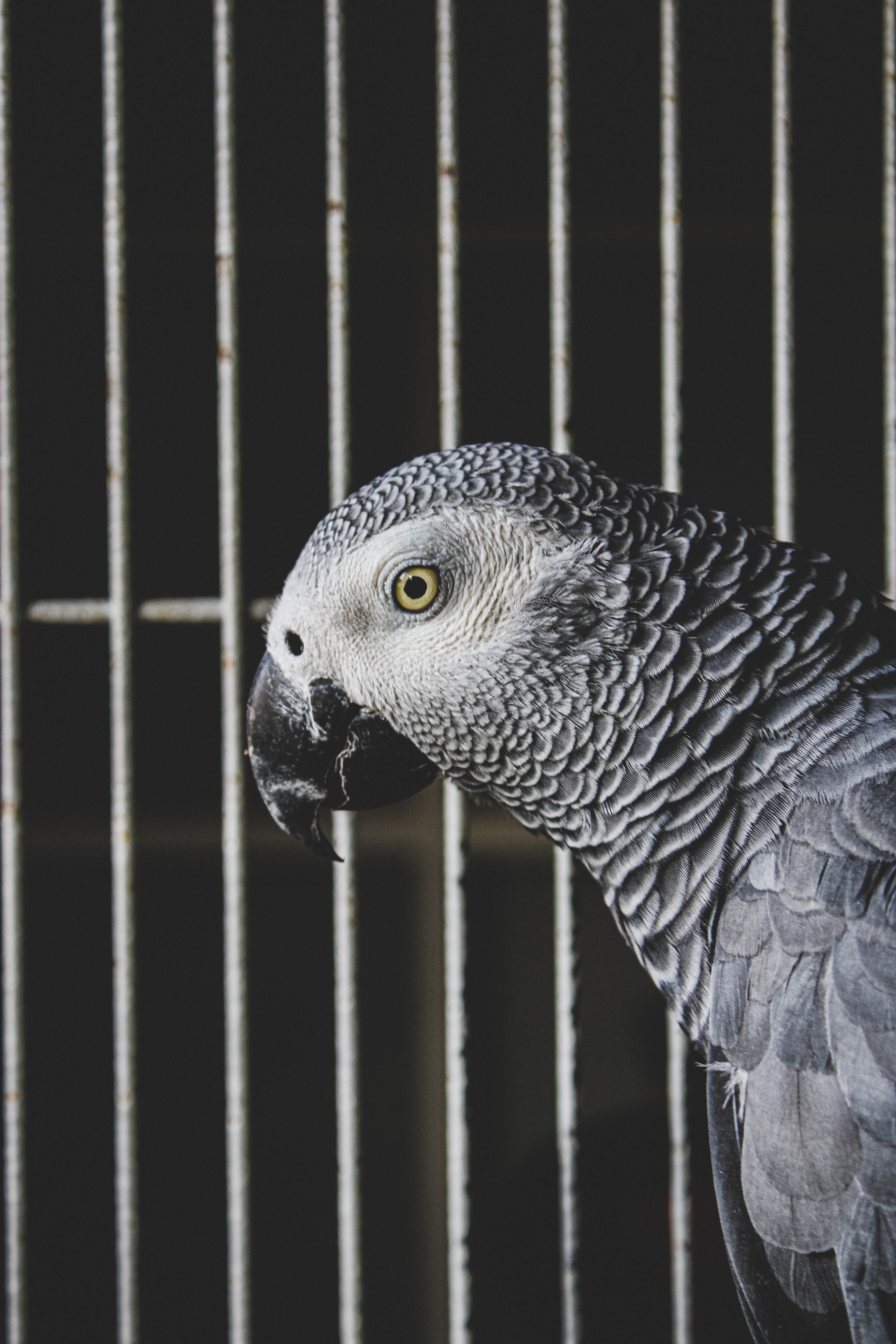100872 скачать обои животные, попугаи, птица, серый, жако - заставки и картинки бесплатно