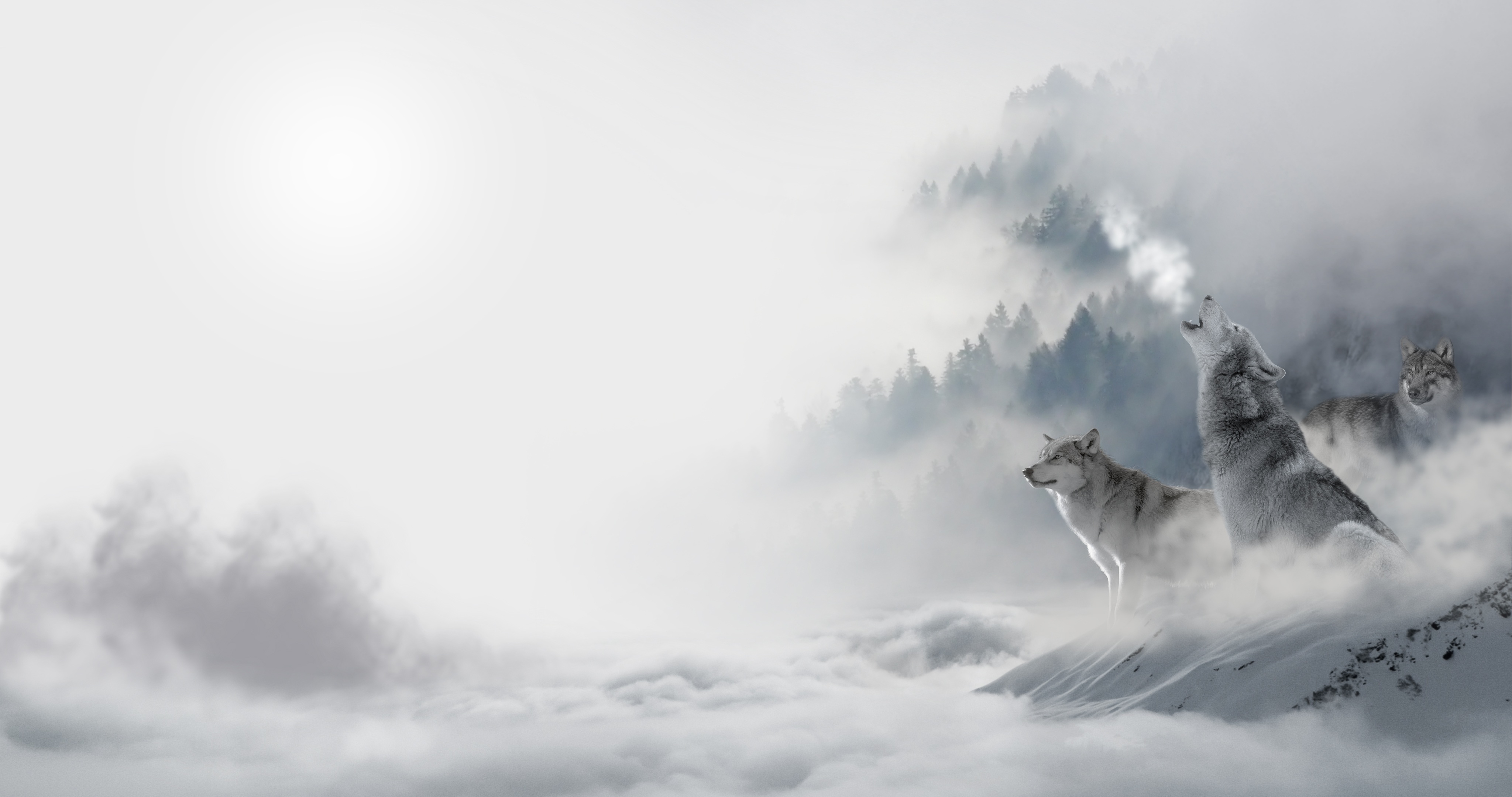 Wallpaper Full HD animals, wolfs, winter, snow, predators, howl