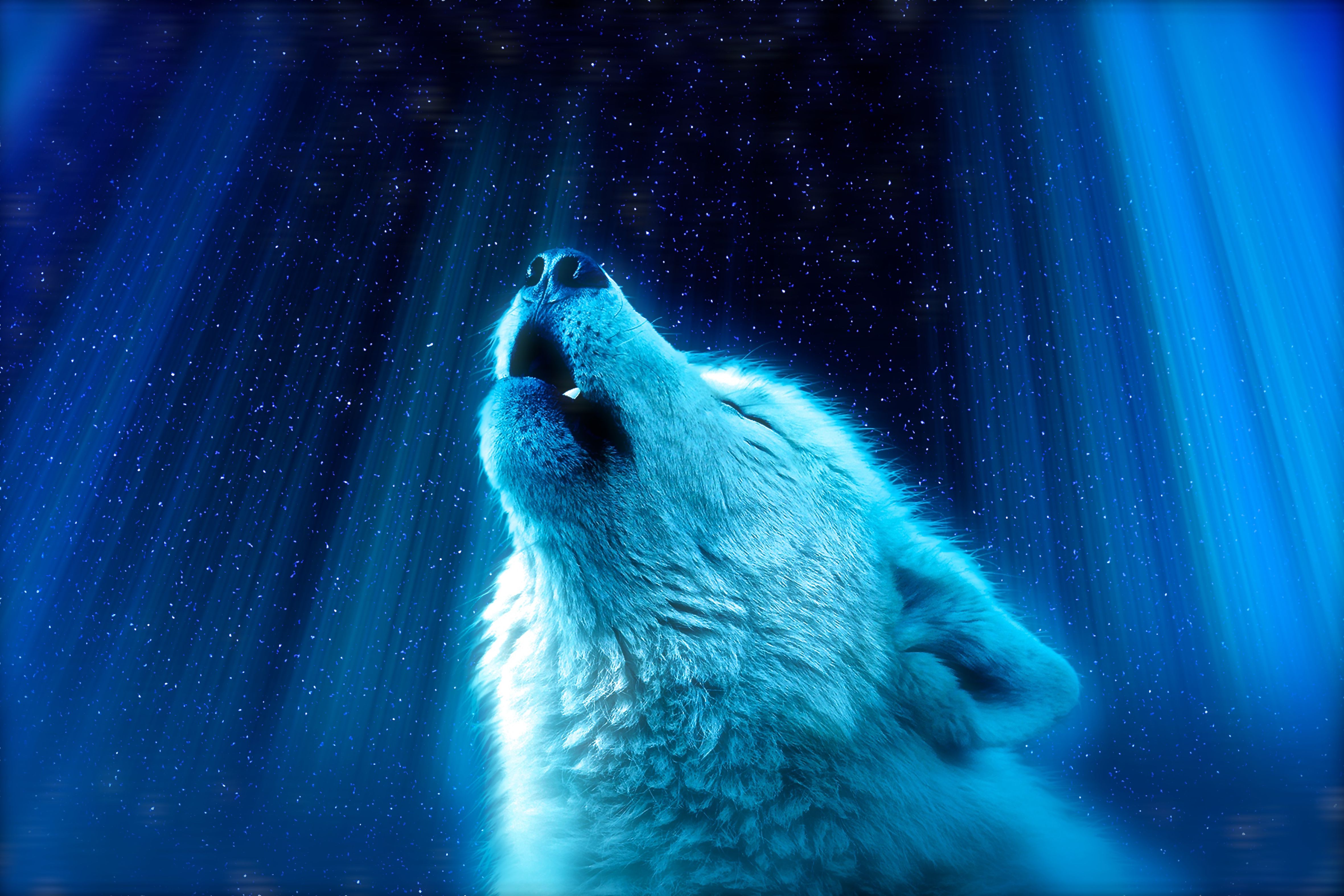 108212 免費下載壁紙 动物, 狼, 捕食者, 白色, 蓝色, 蓝色的, 白色的, 高, 嗥 屏保和圖片