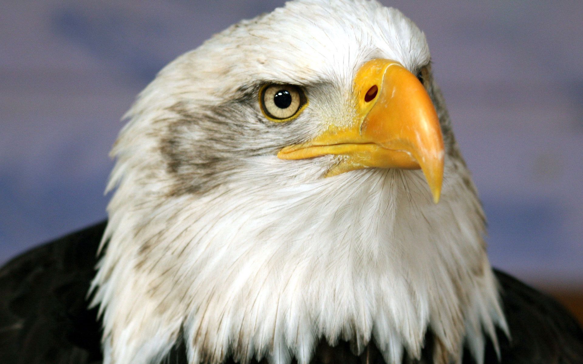 Free download wallpaper Animals, Bird, Beak, Predator, Eagle on your PC desktop