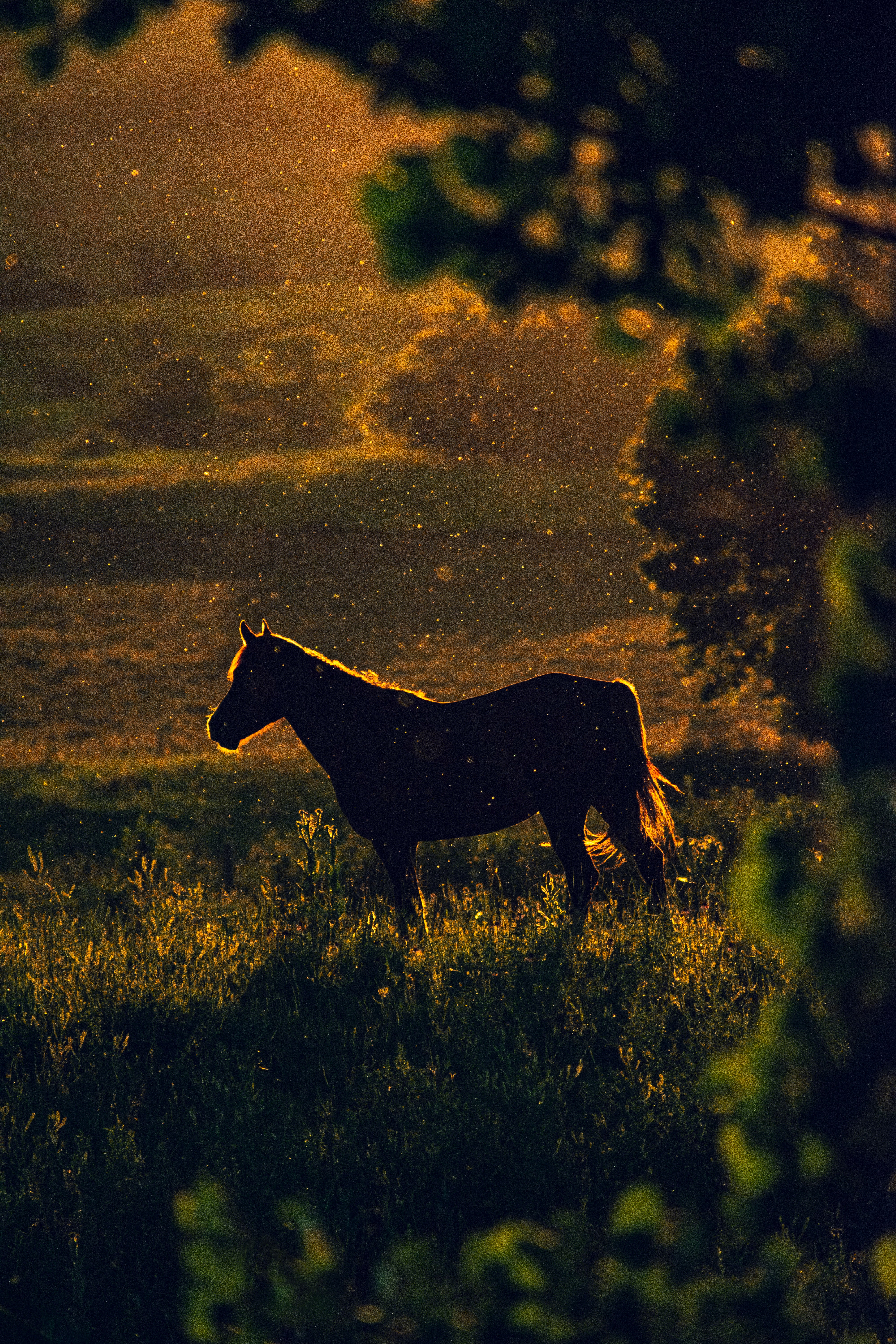 Download background sunset, nature, dark, silhouette, horse, meadow