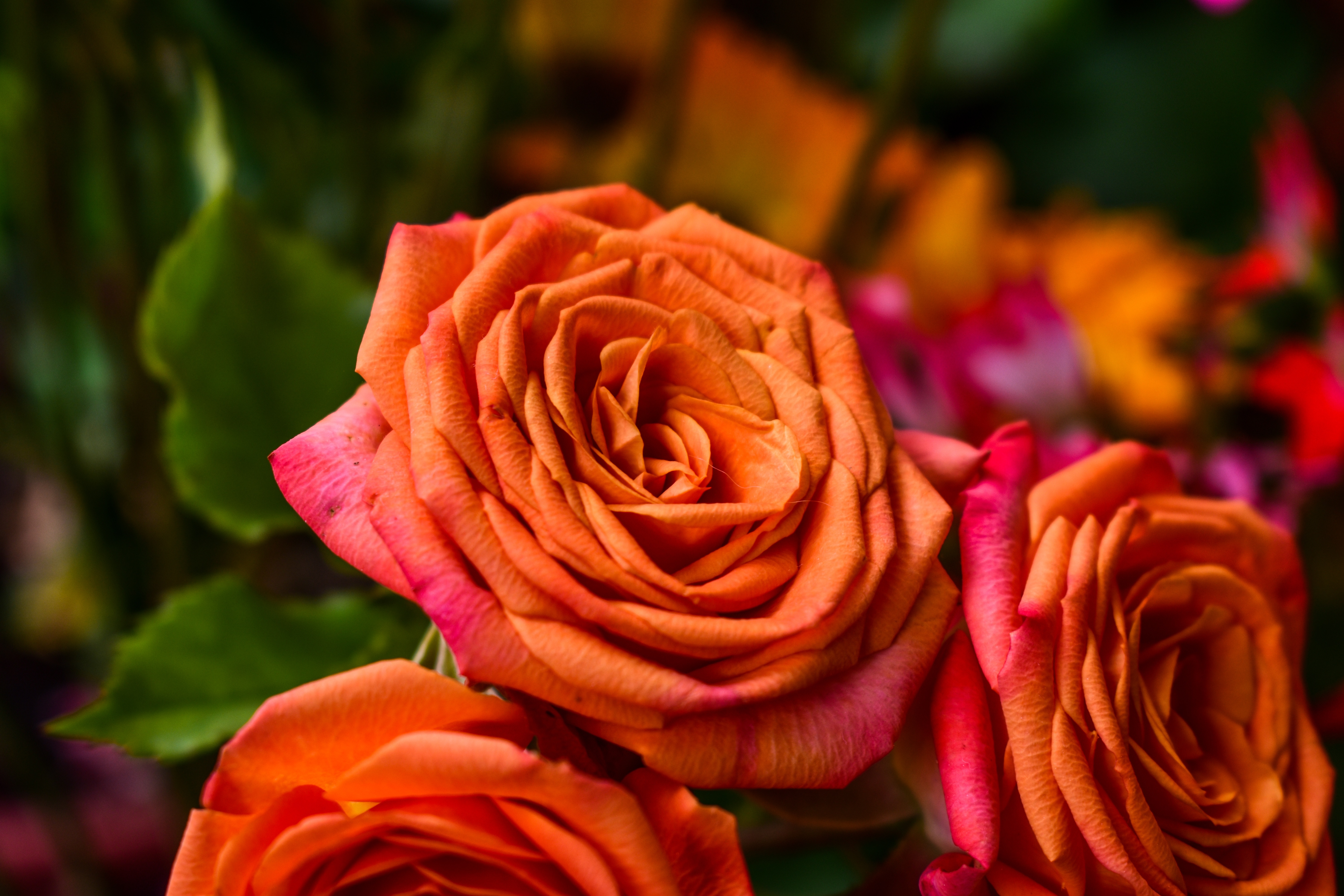 Скачать обои бесплатно Бутон, Лепестки, Оранжевый, Цветы, Роза картинка на рабочий стол ПК