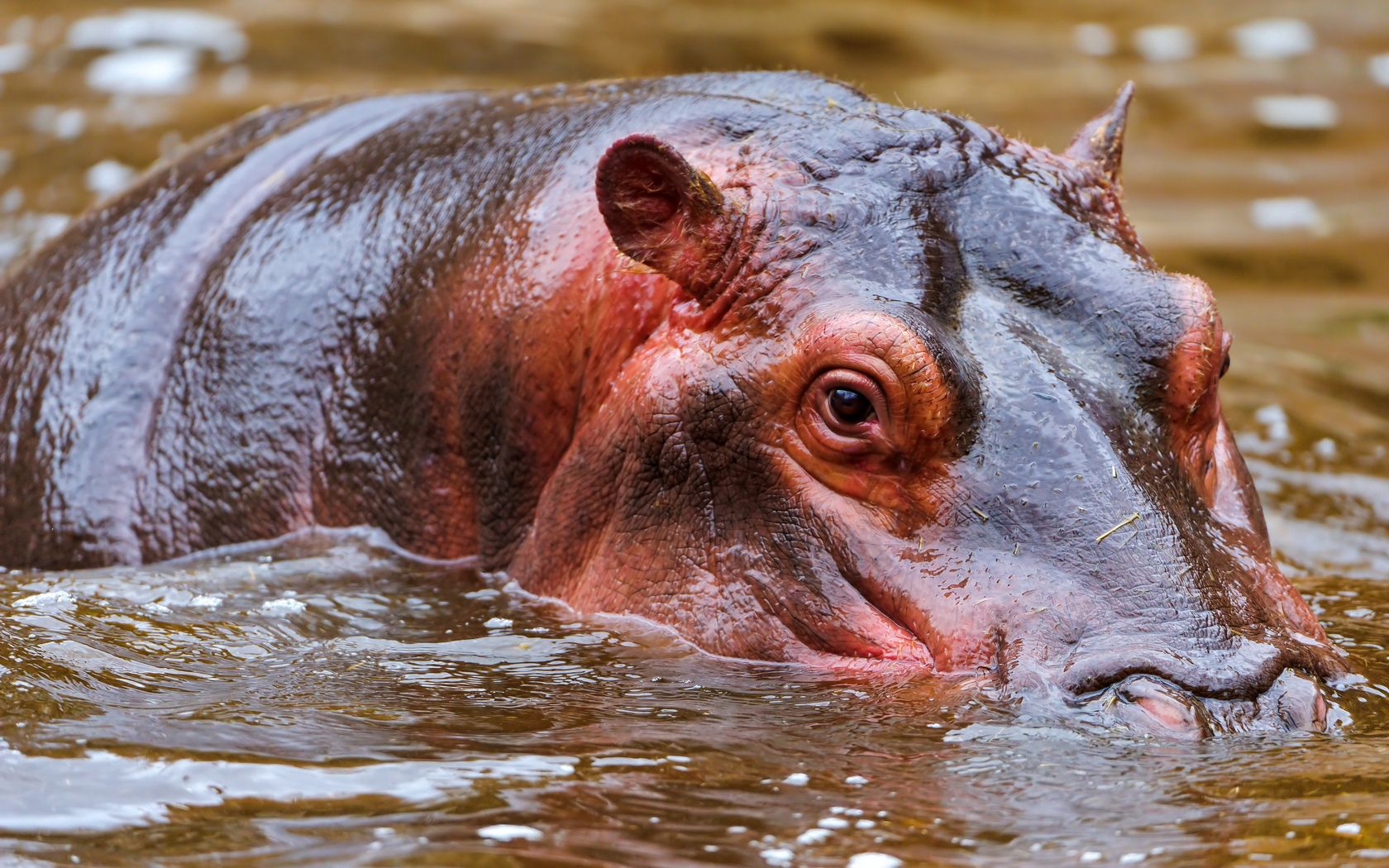 hippopotamus, animals, water, muzzle, to swim, swim, hunting, hunt