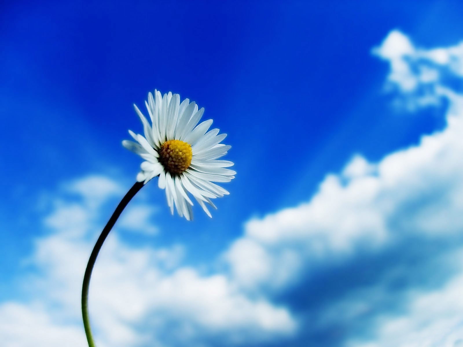 Download mobile wallpaper Plants, Sky, Flowers, Camomile for free.