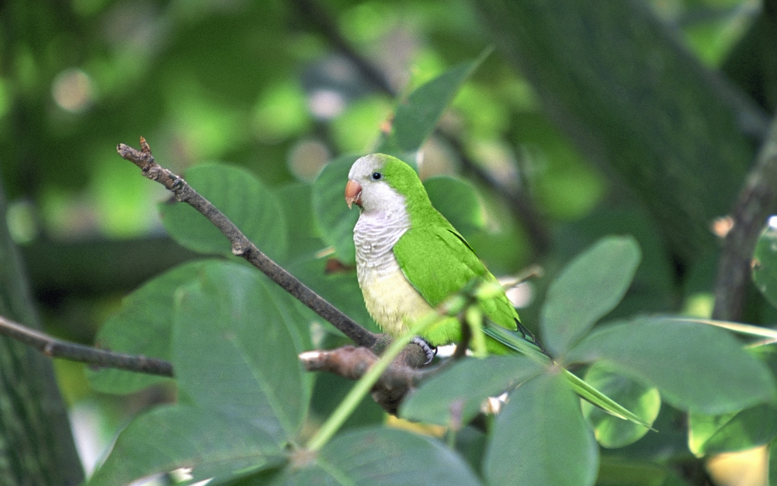 Download mobile wallpaper Monk Parakeet, Parrot, Birds, Animal for free.