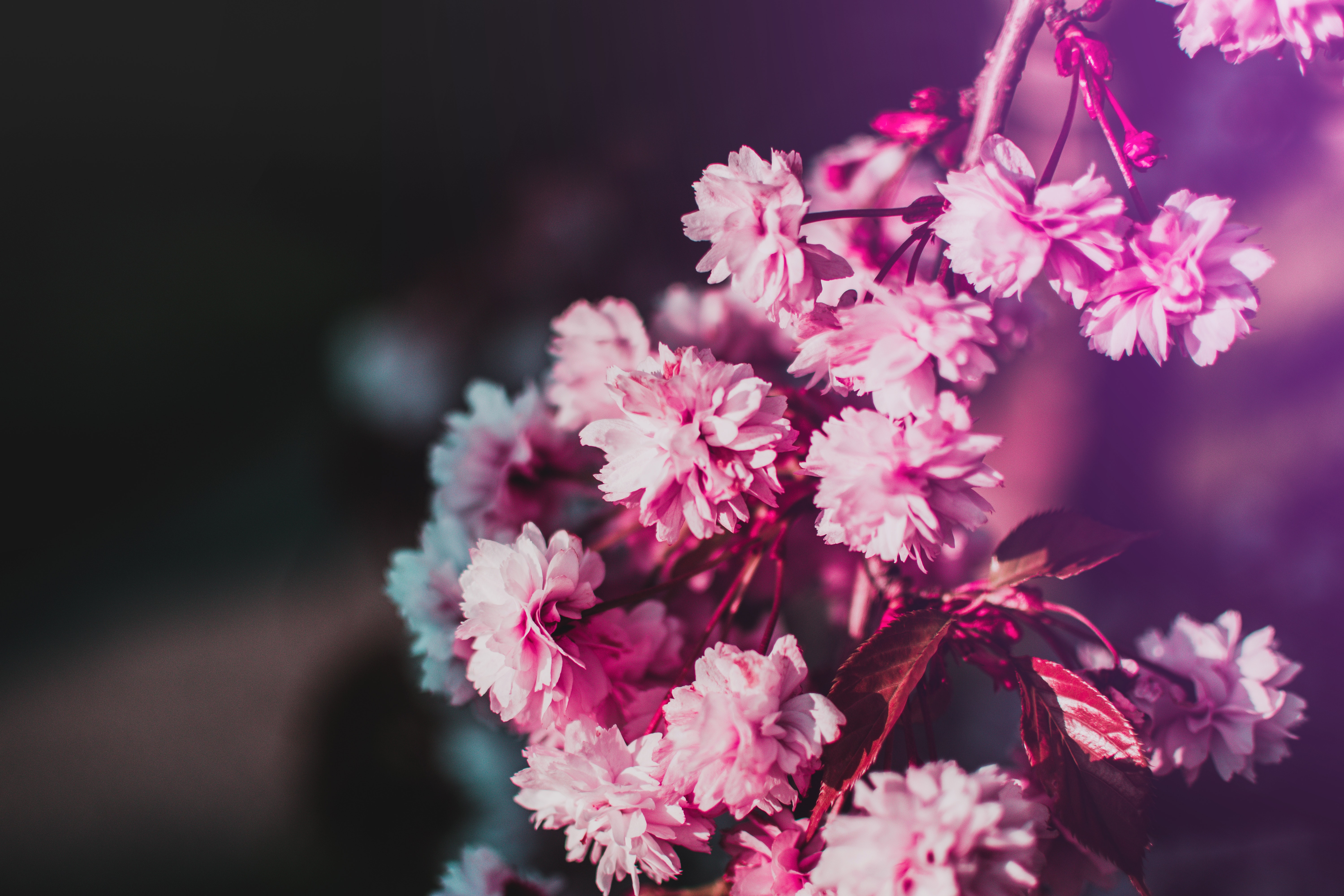 Download mobile wallpaper Bloom, Branch, Flowering, Smooth, Pink, Flowers, Blur for free.