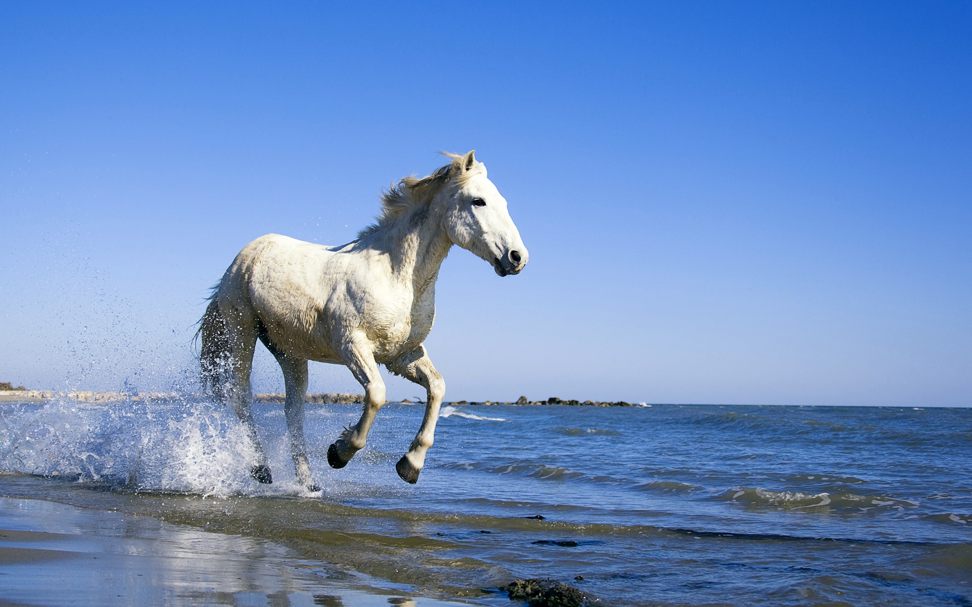 Лошади на берегу моря