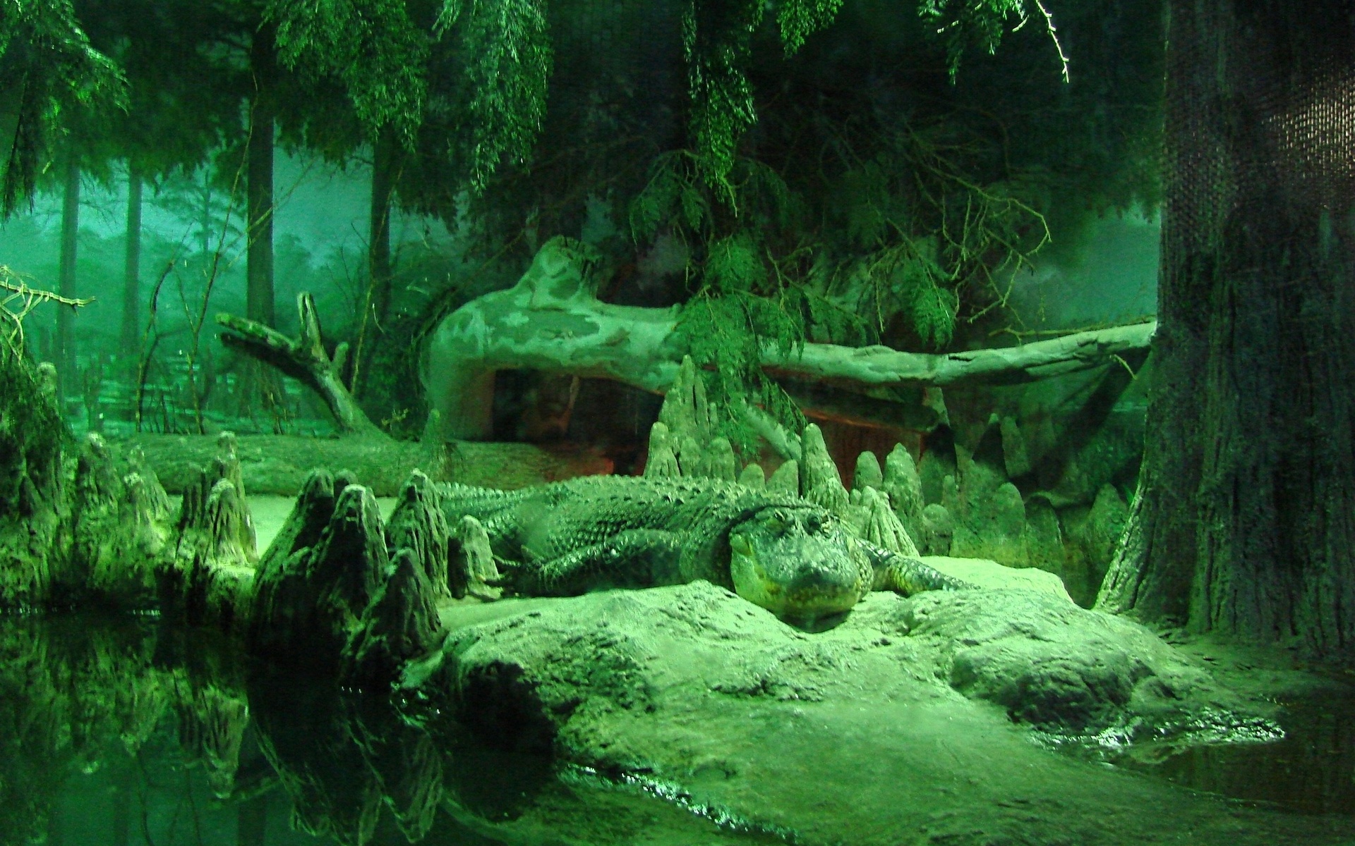 Free HD crocodile, animal, reptiles