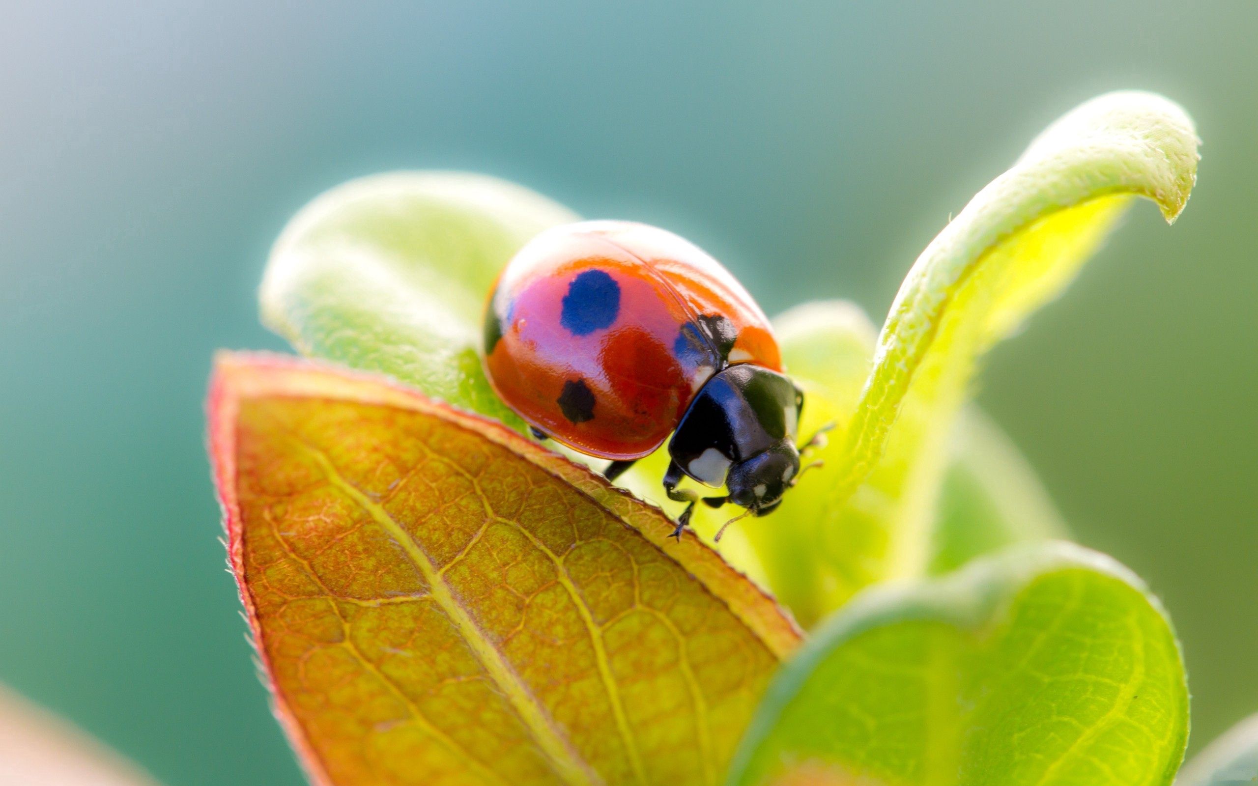 Free download wallpaper Grass, Macro, Dry, Ladybird, Ladybug, Leaves on your PC desktop