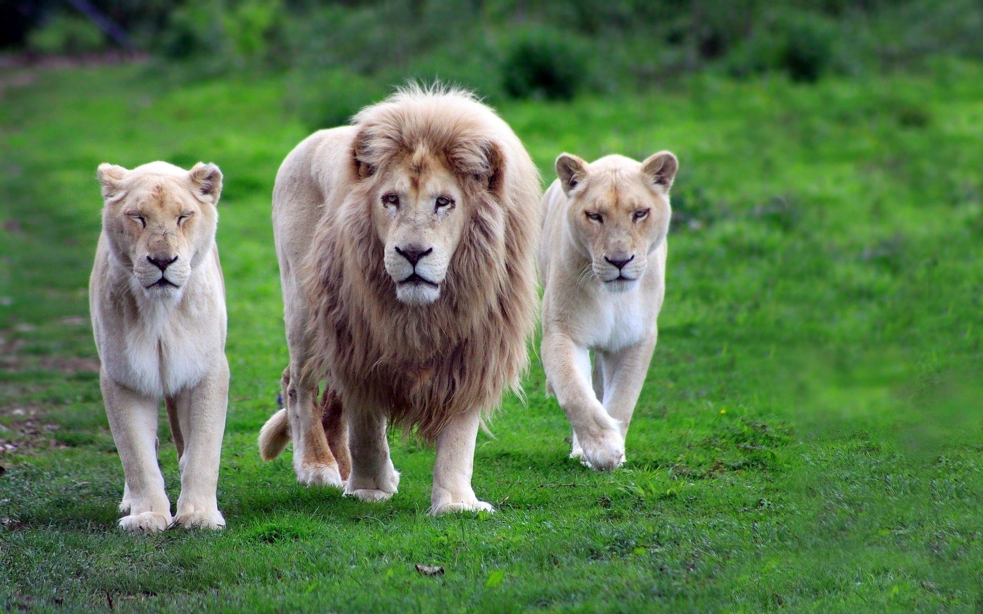 animals, lions, family, grass, predators, stroll, gait