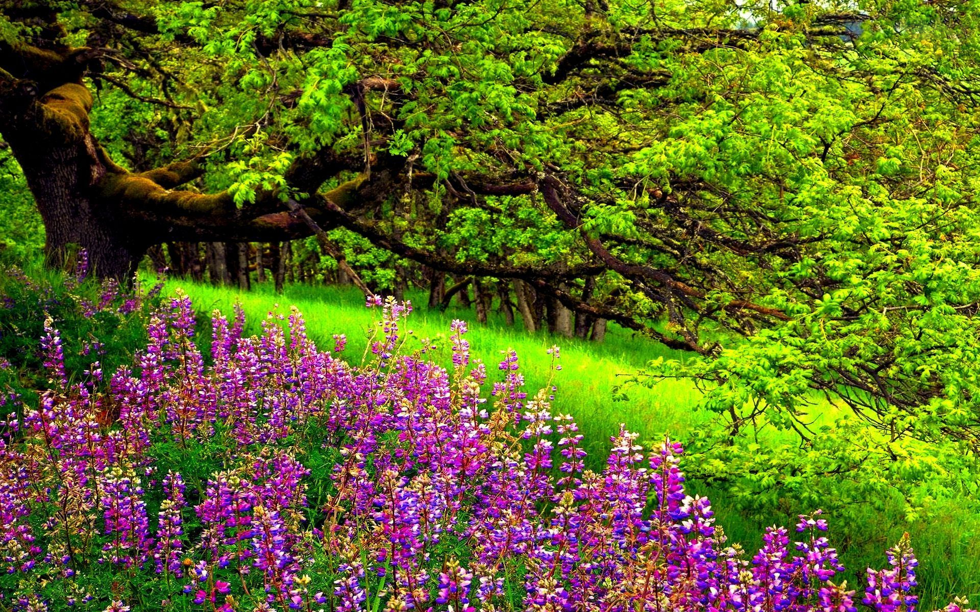 lupine, park, photography, earth, flower, green, purple flower, tree HD wallpaper