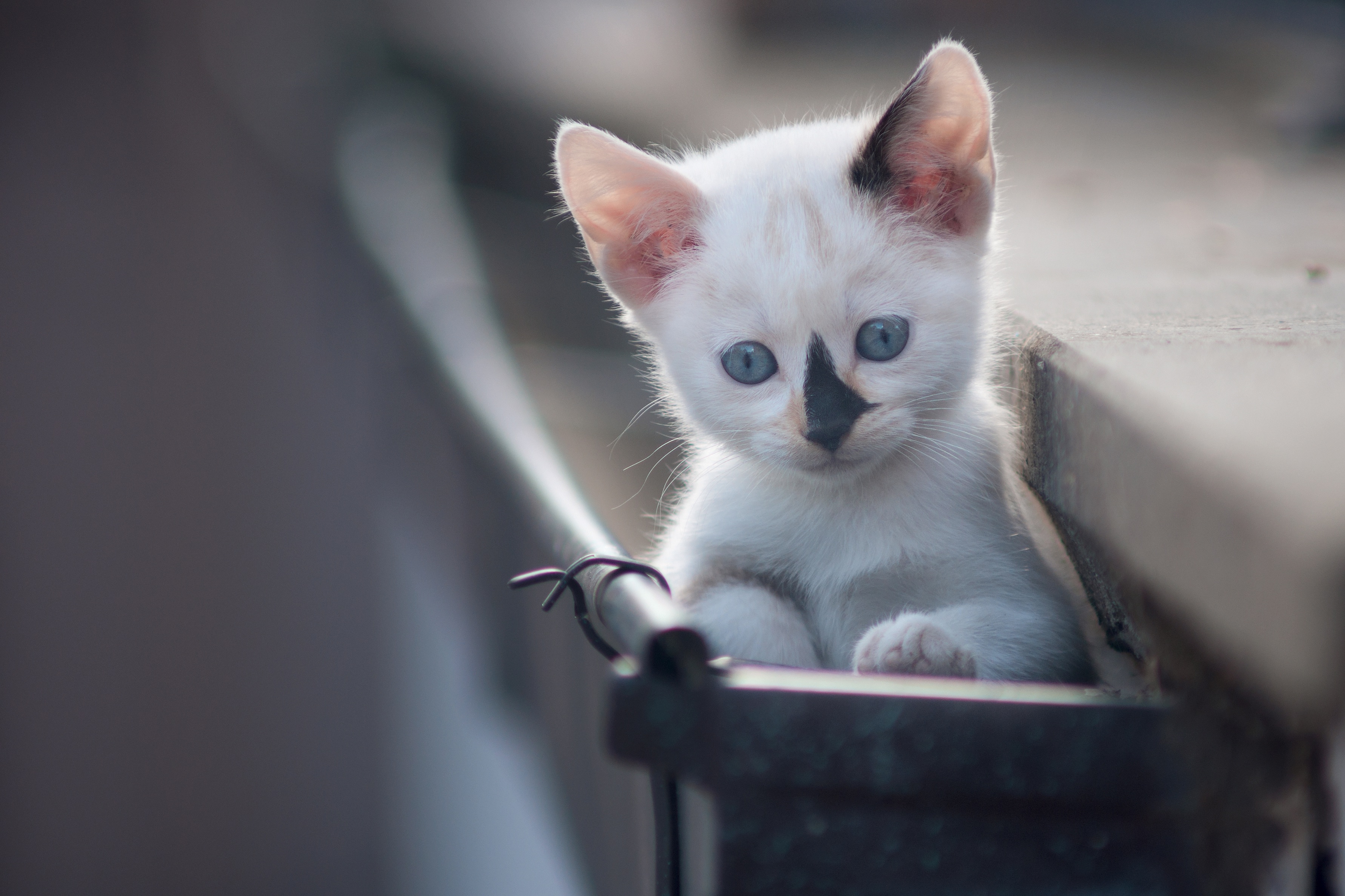 Белый кот с черным носом. Кошки маленькие черненькие. Котёнок с голубыми глазками играющий в компьютер. Заставки на телефон котята. Кот с мордочкой машины.