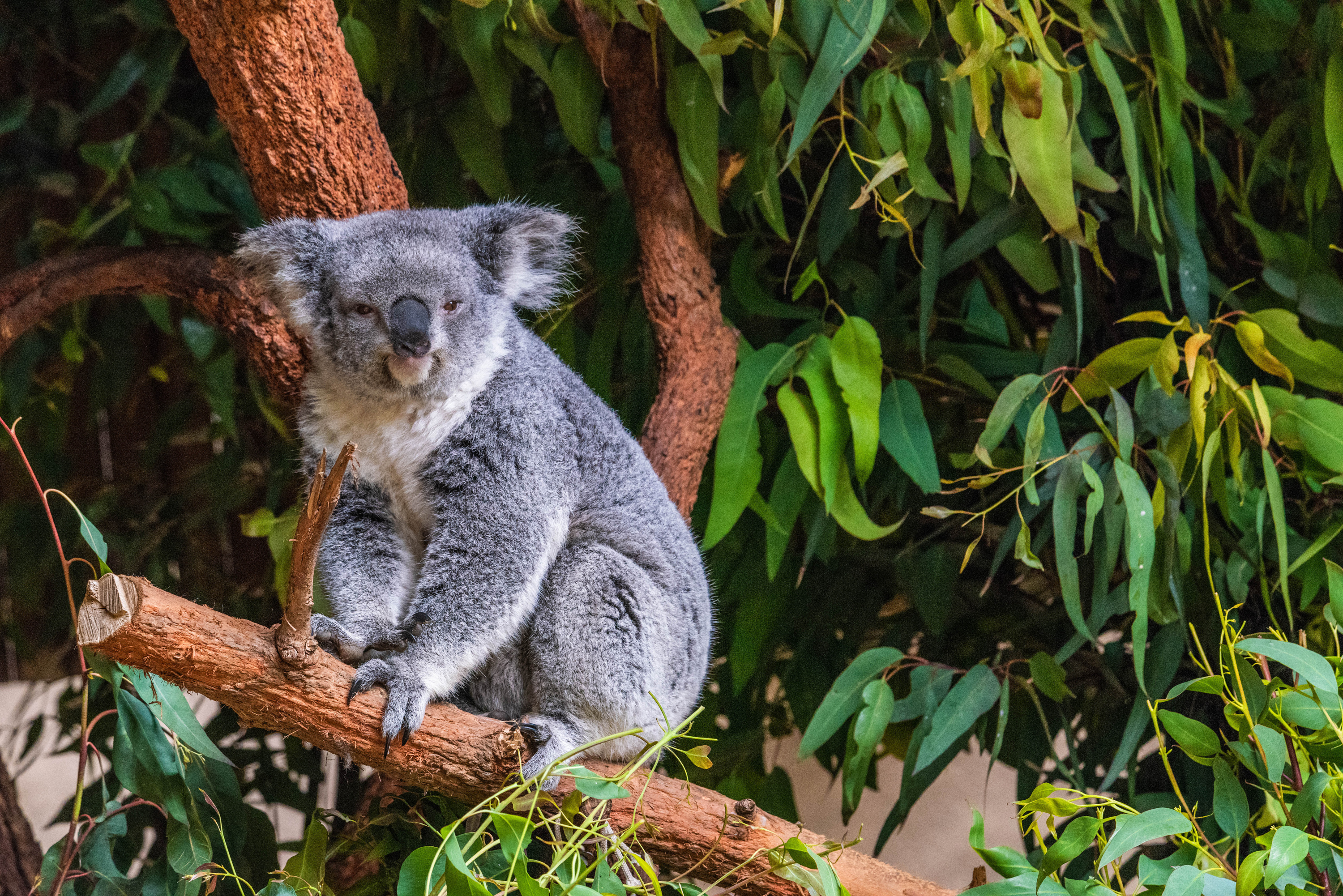 Эвкалиптовая коала. Коала сумчатое. Сумчатый медведь коала Австралия. Коала Саванна. Коала на эвкалипте.