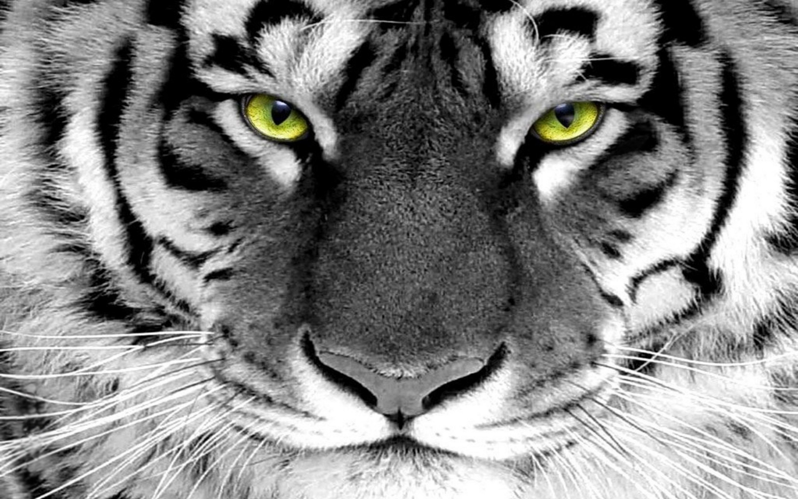 Белый тигр с зелеными глазами