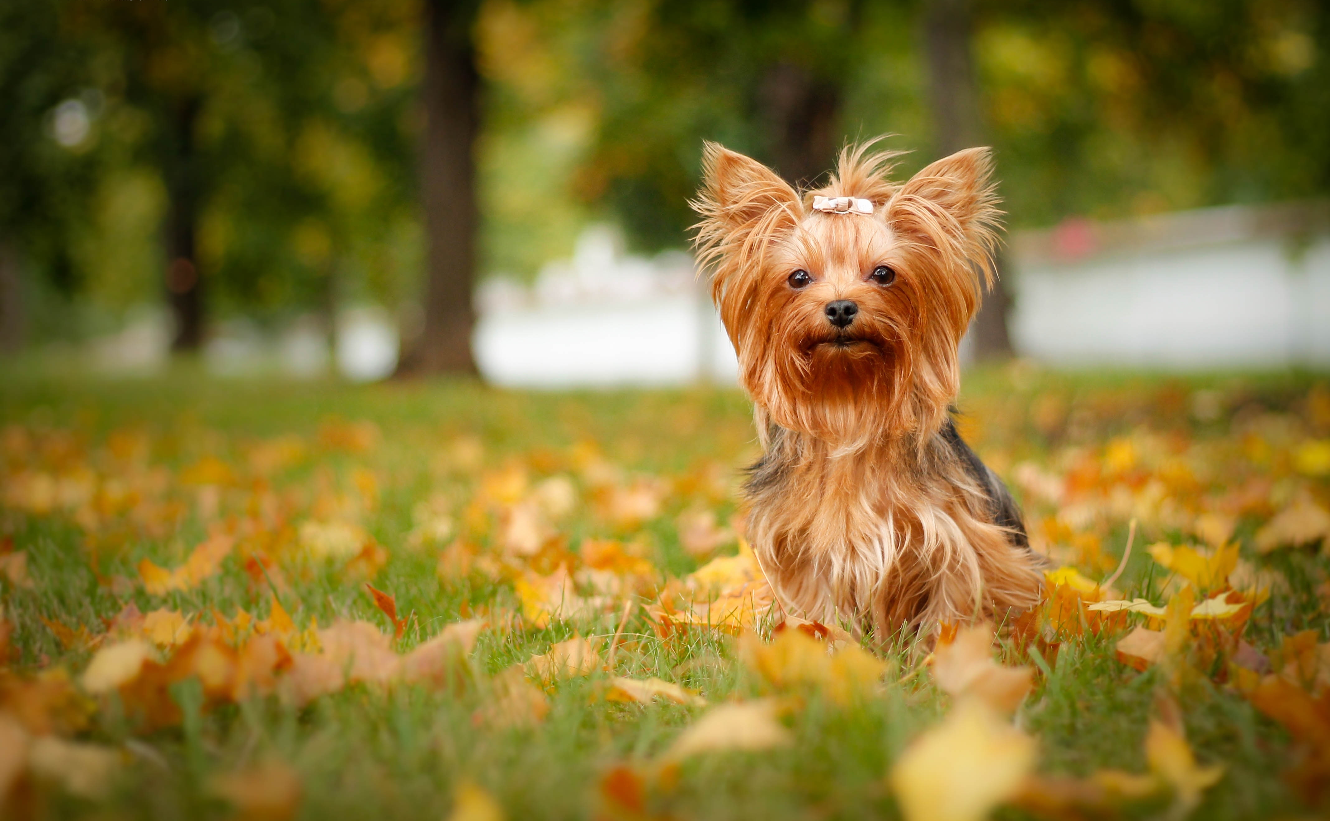 animal, yorkshire terrier, cute, dog, dogs 1080p