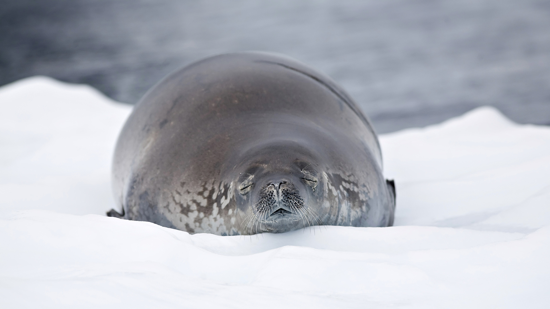 animal, seal, seals HD wallpaper