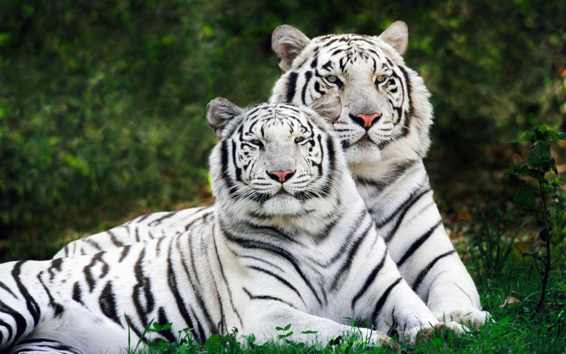 263177 baixar papel de parede tigre branco, animais, tigre, gatos - protetores de tela e imagens gratuitamente