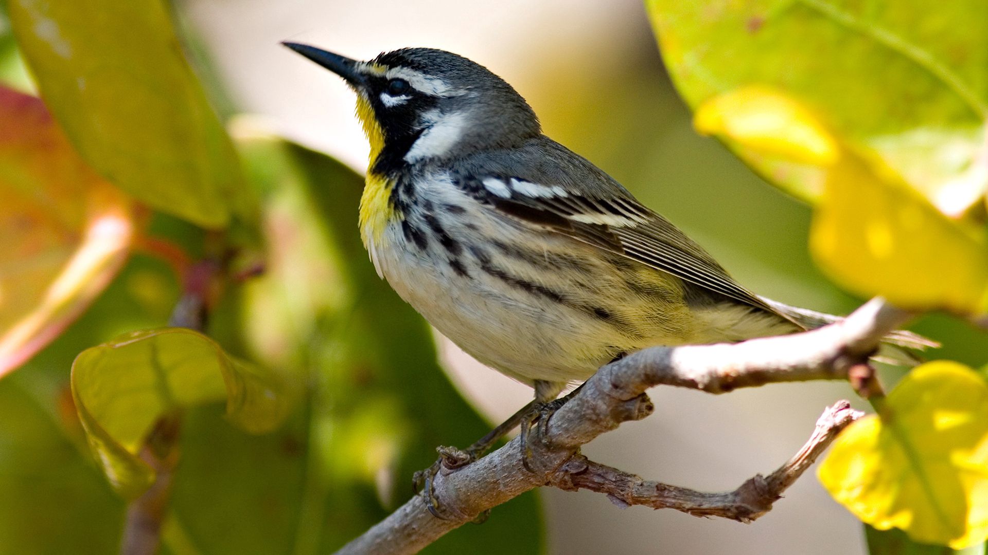 Download mobile wallpaper Animals, Beak, Branch, Bird, Leaves for free.