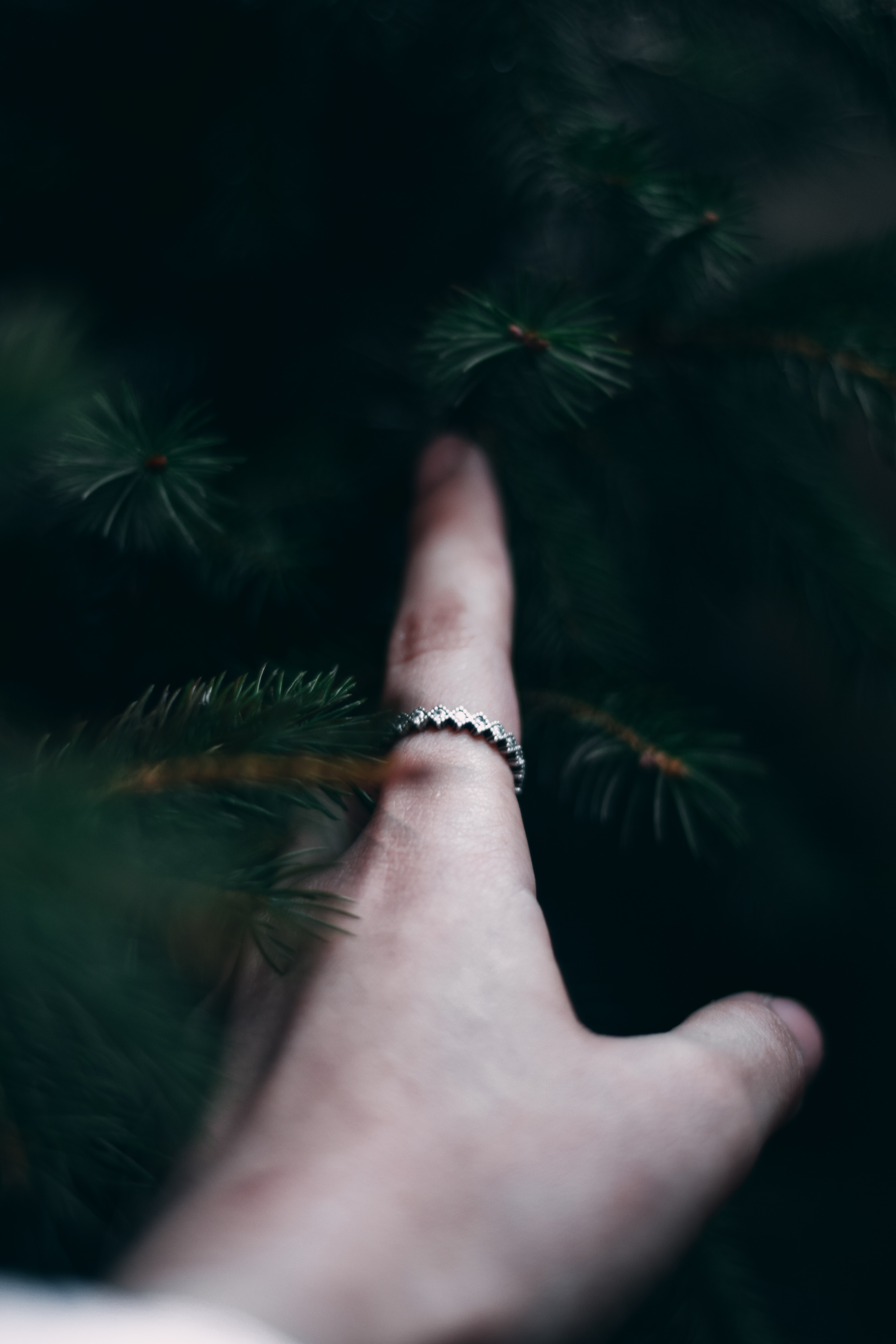 touch, hand, miscellanea, miscellaneous, branches, spruce, fir, touching, finger