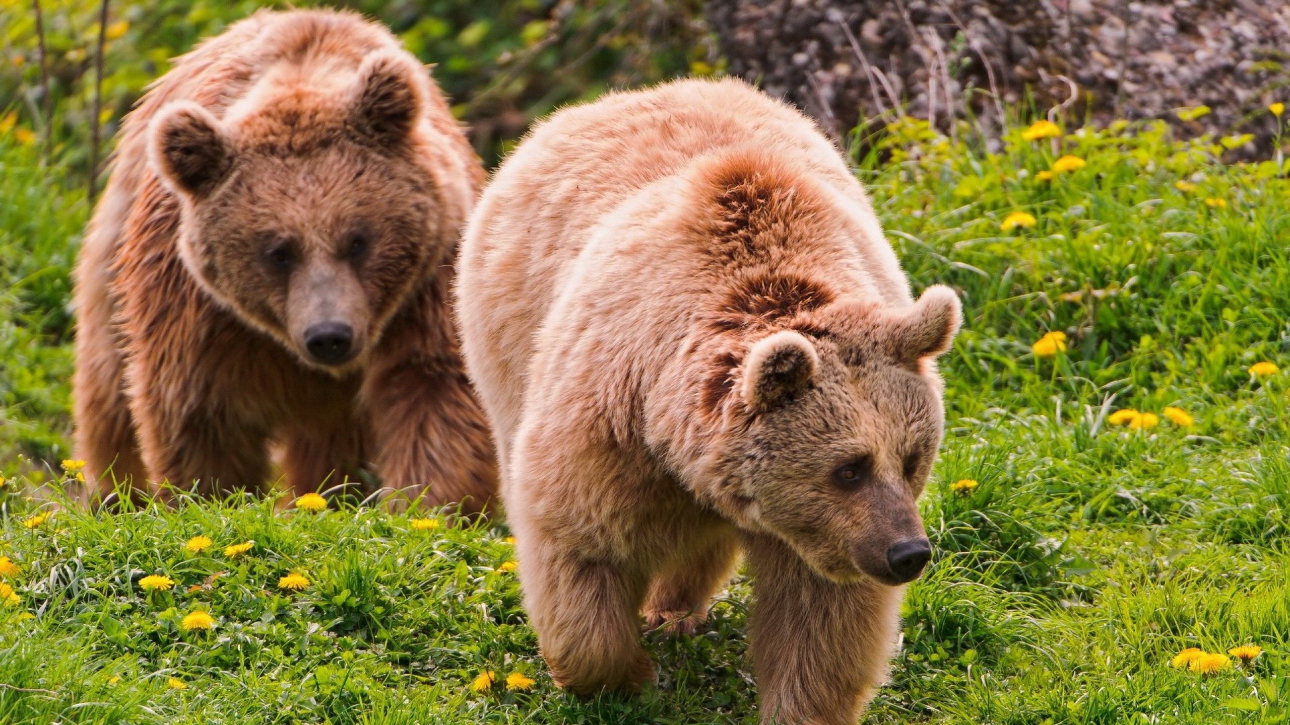Download mobile wallpaper Grass, Stroll, Animals, Bears, Pair, Couple for free.
