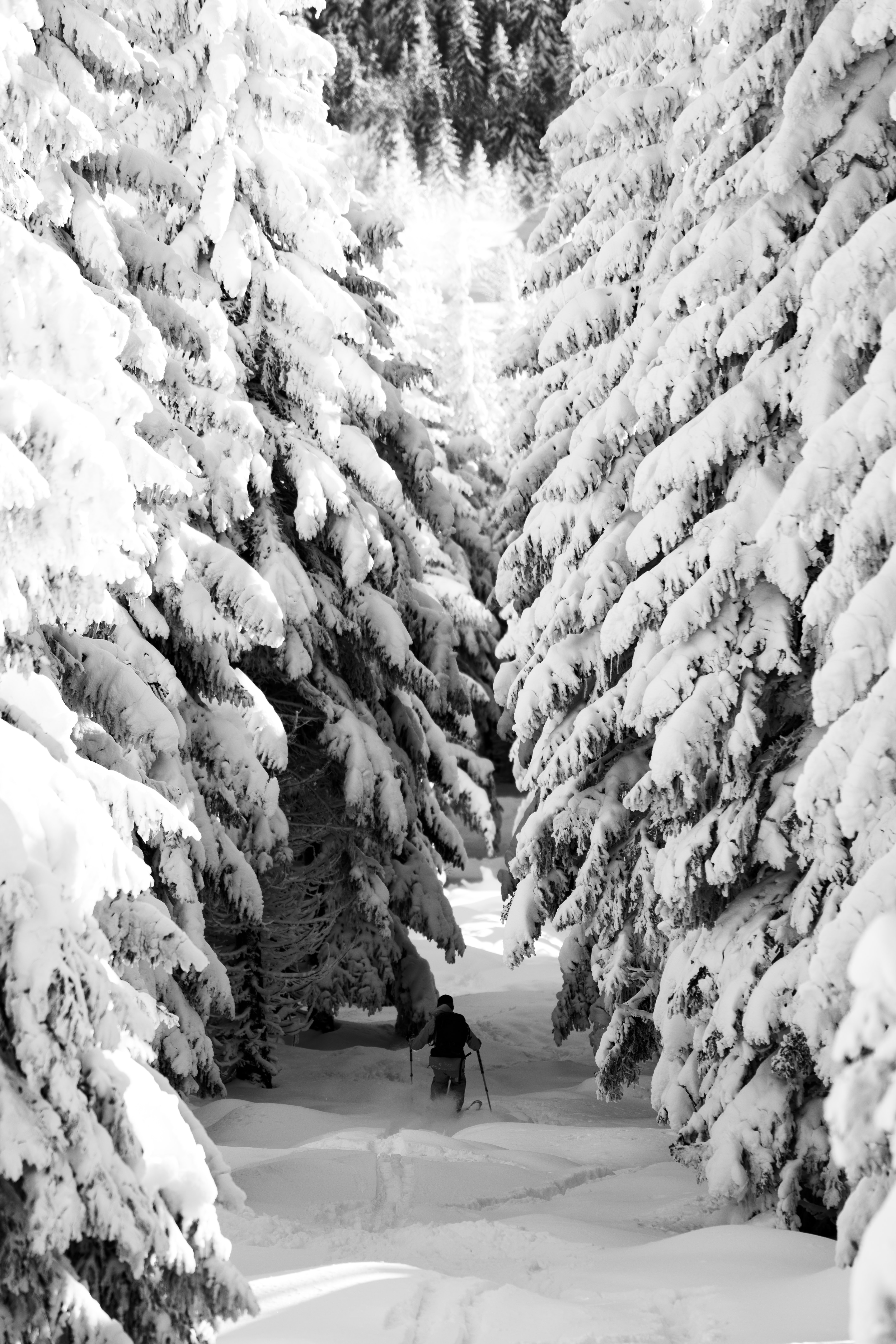 Laden Sie das Verschiedenes, Sonstige, Wald, Mensch, Person, Skifahren, Natur, Schnee, Winter-Bild kostenlos auf Ihren PC-Desktop herunter