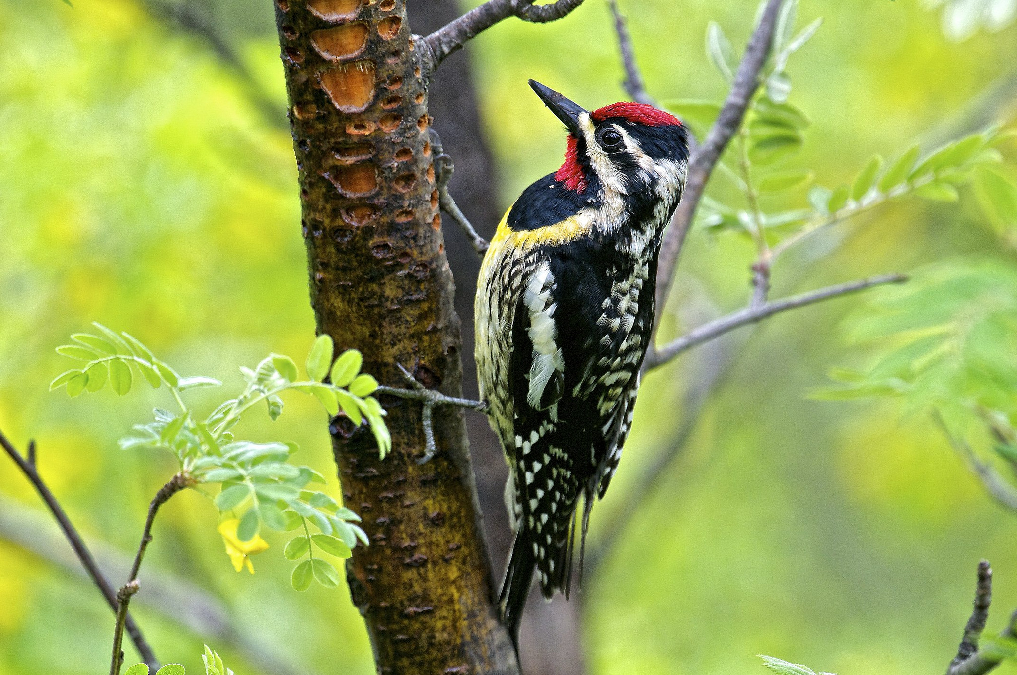 woodpecker, animal, bird, colorful, tree, birds