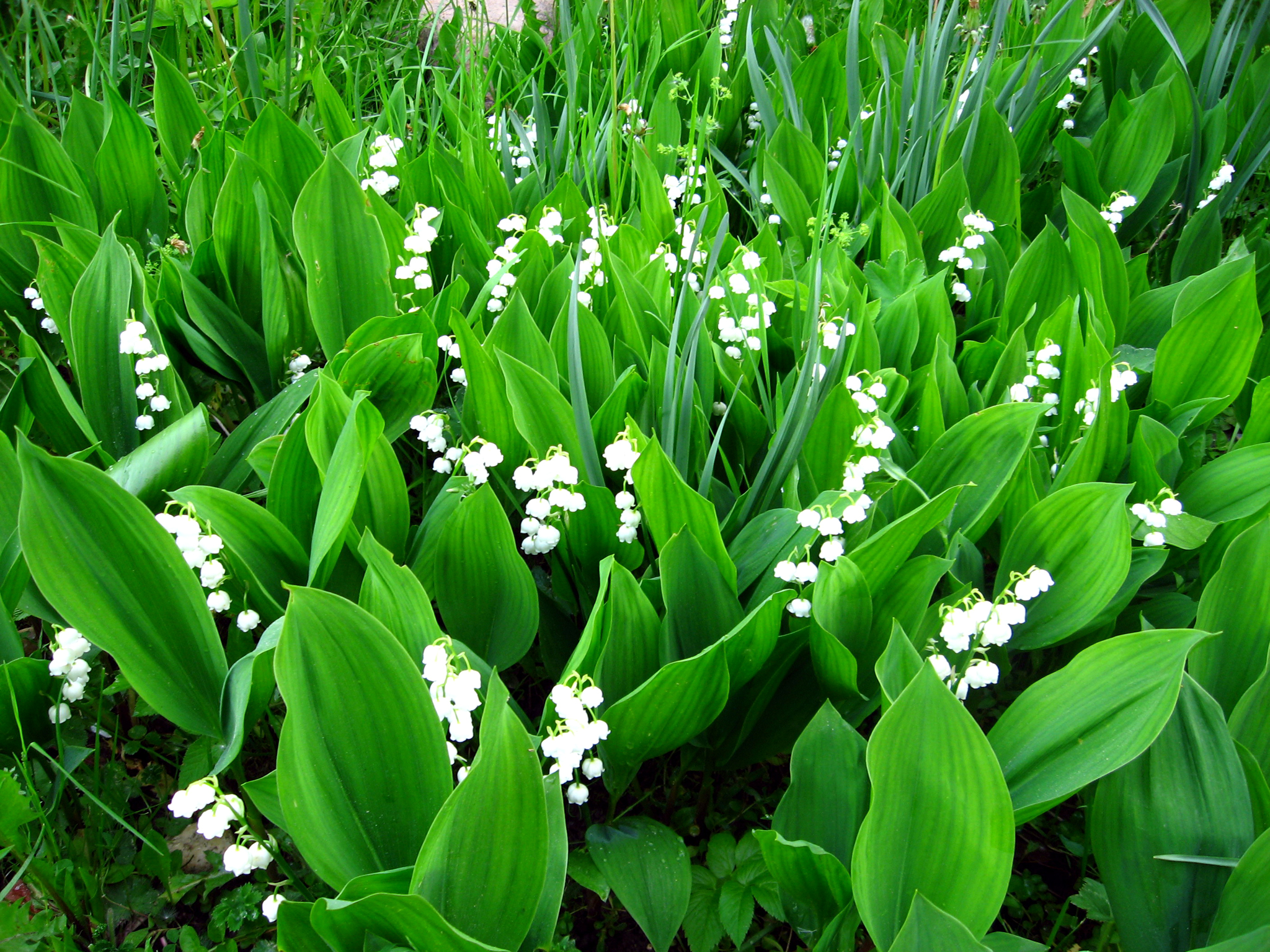 lily of the valley, flower, earth, green, white flower, flowers