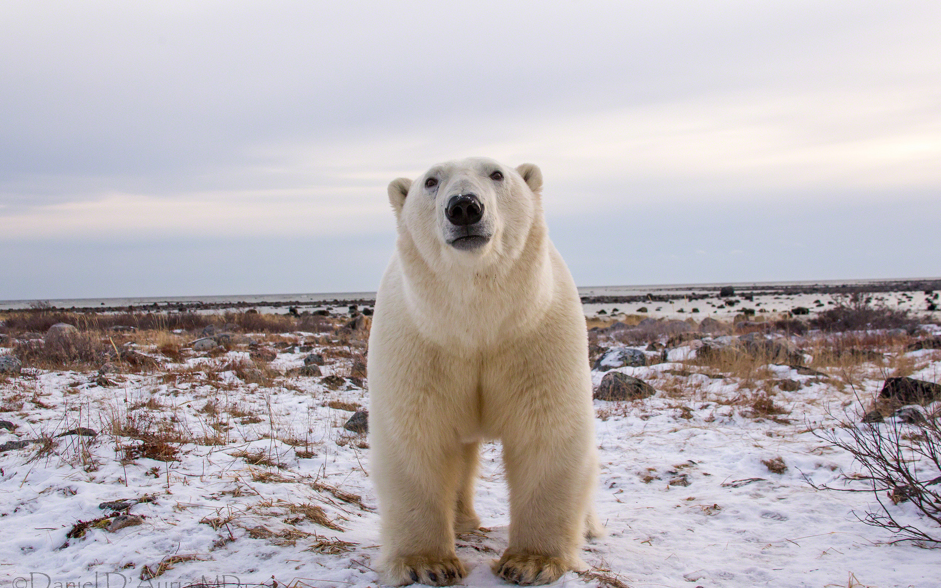 280449 baixar papel de parede animais, urso polar, ursos - protetores de tela e imagens gratuitamente