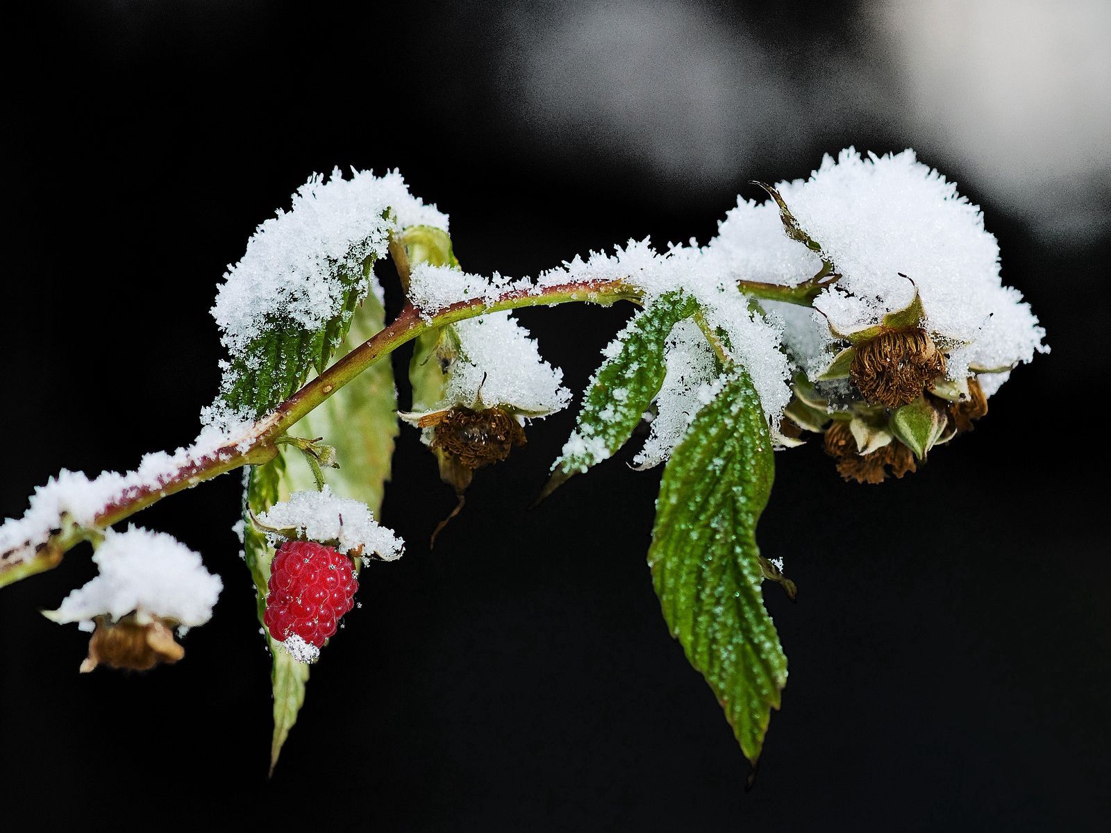 Download mobile wallpaper Snow, Winter, Branch, Raspberry, Food for free.