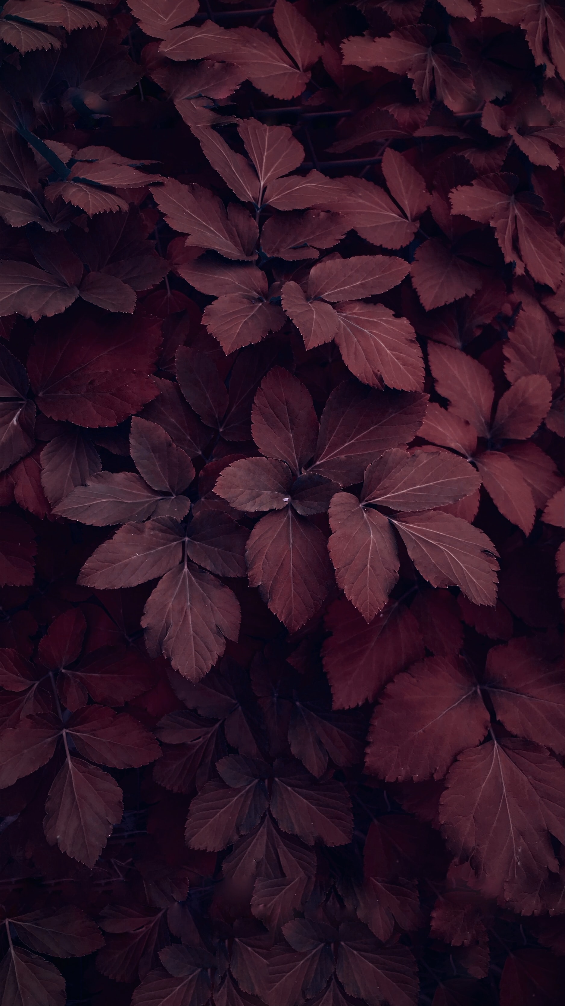 leaves, macro, red, plant 8K