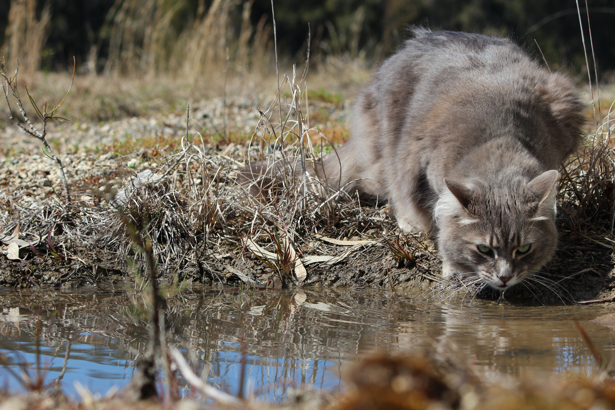 Водяная кошка фото