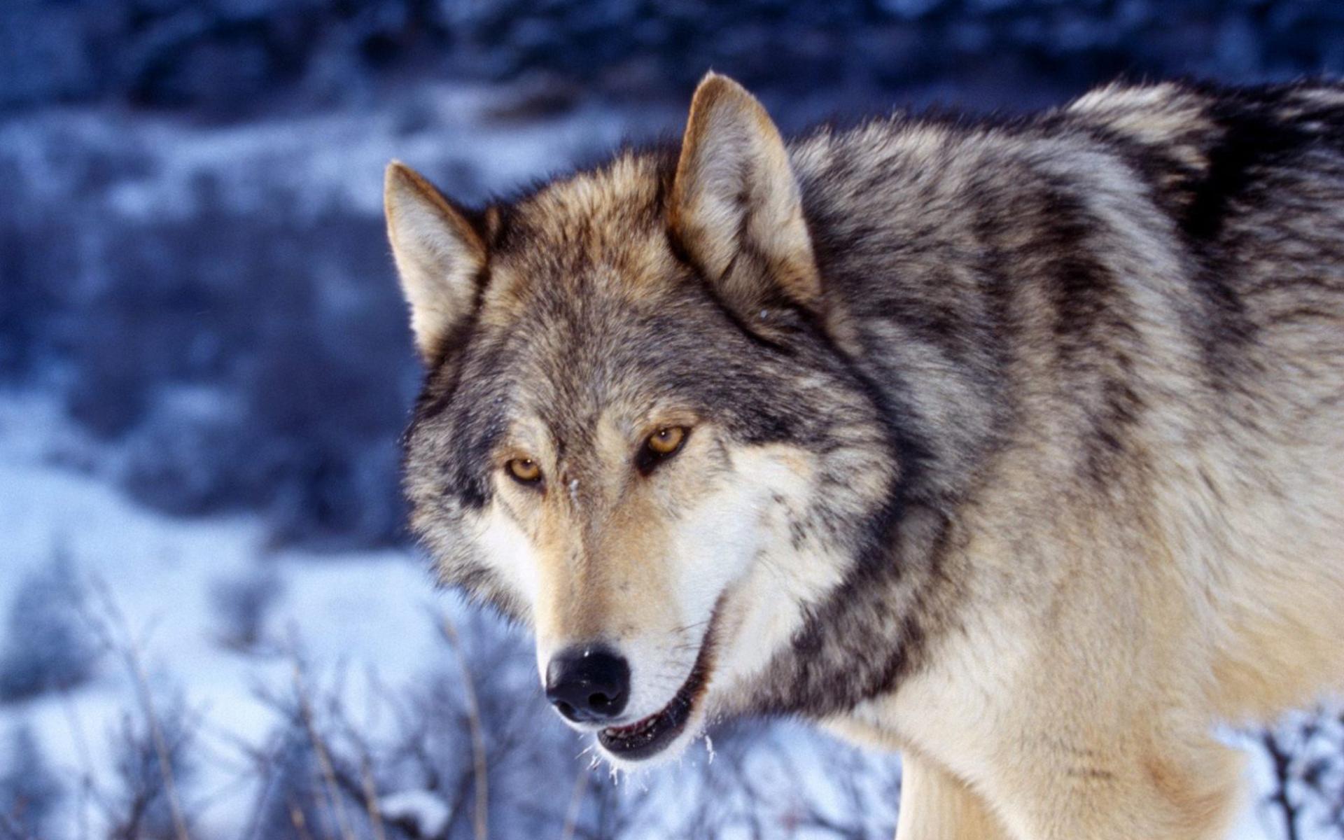 292010 Bild herunterladen tiere, grauer wolf, wolves - Hintergrundbilder und Bildschirmschoner kostenlos