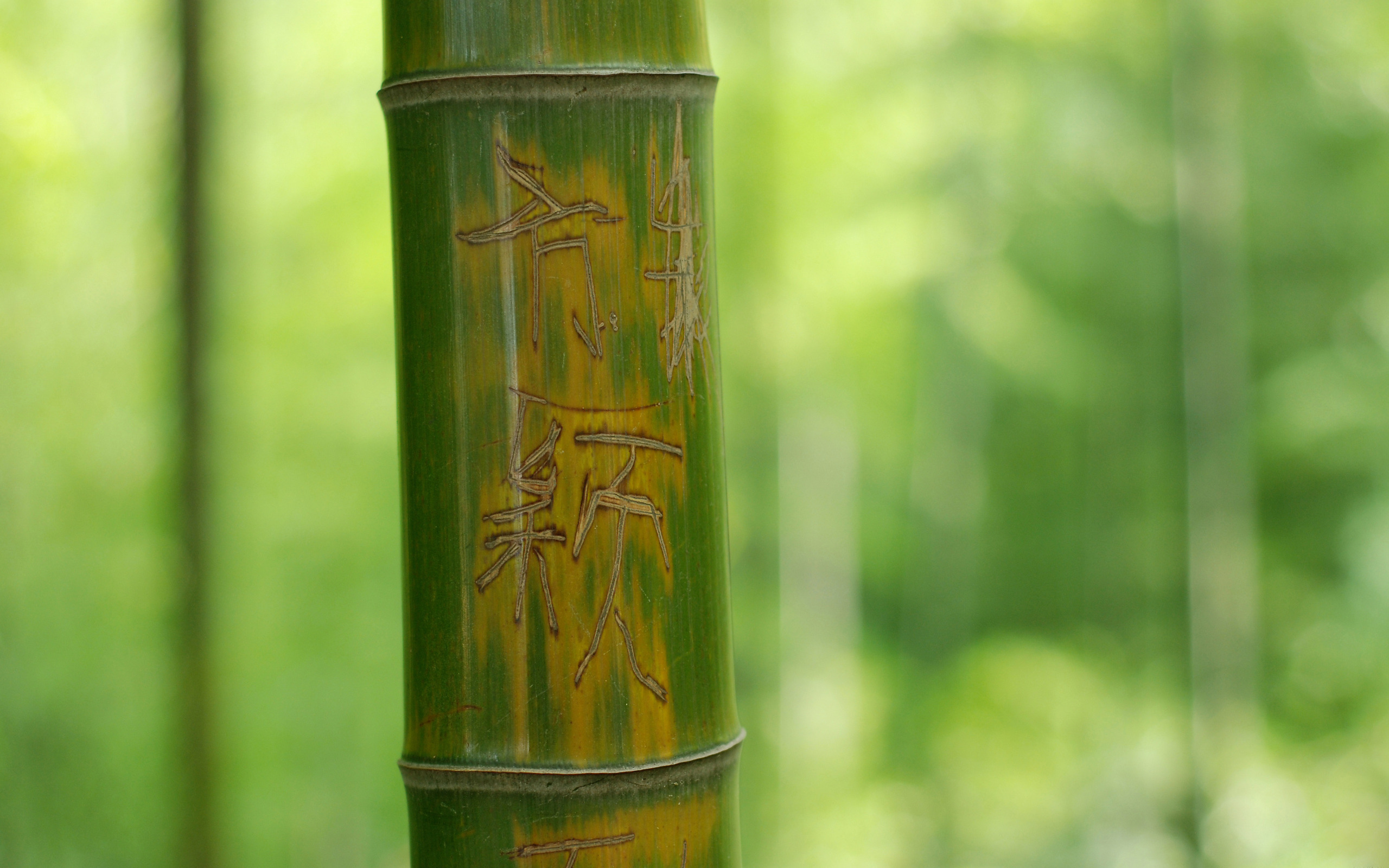 175760 Hintergrundbild herunterladen erde/natur, bambus - Bildschirmschoner und Bilder kostenlos