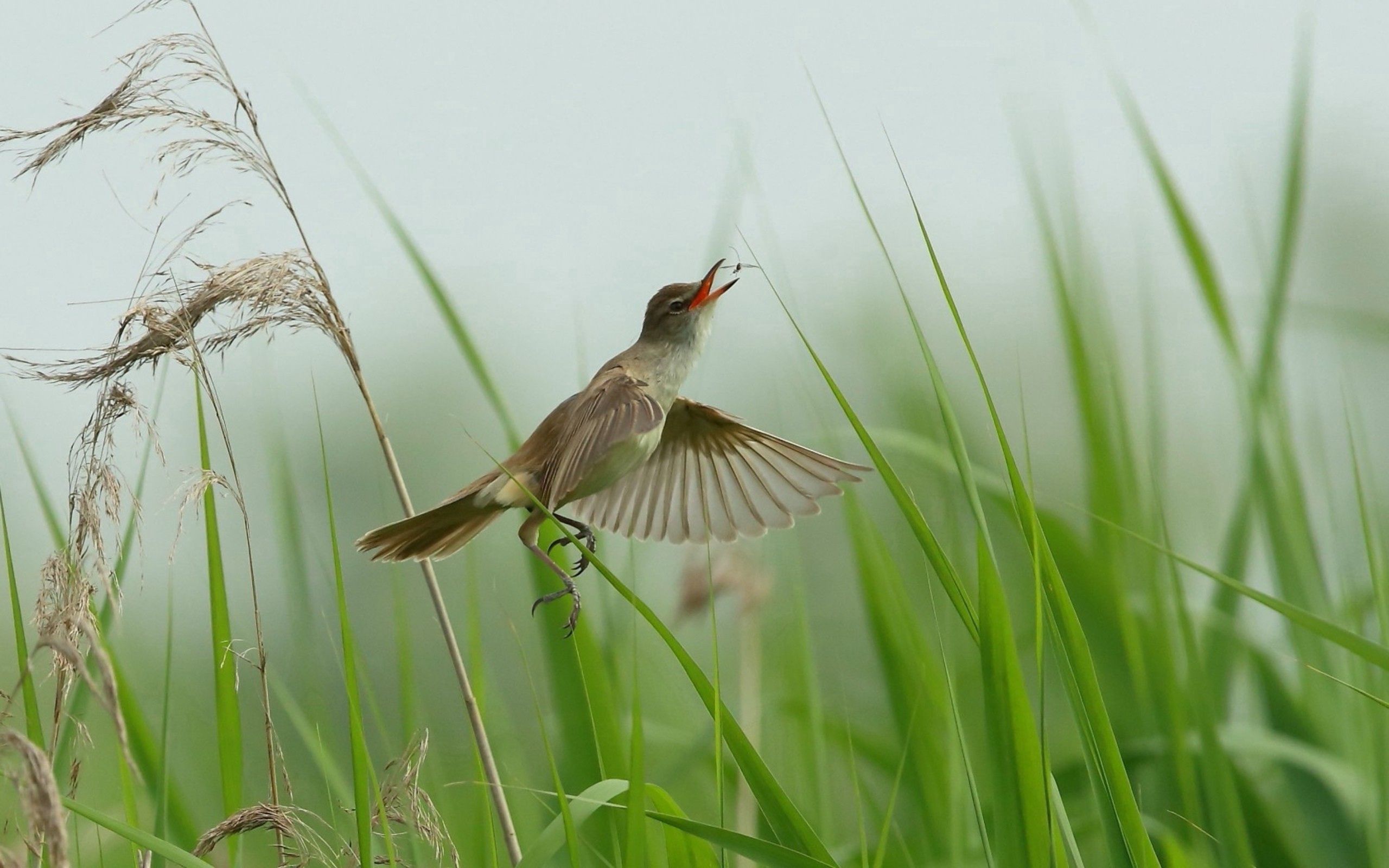 grass, animals, flight, bird HD wallpaper
