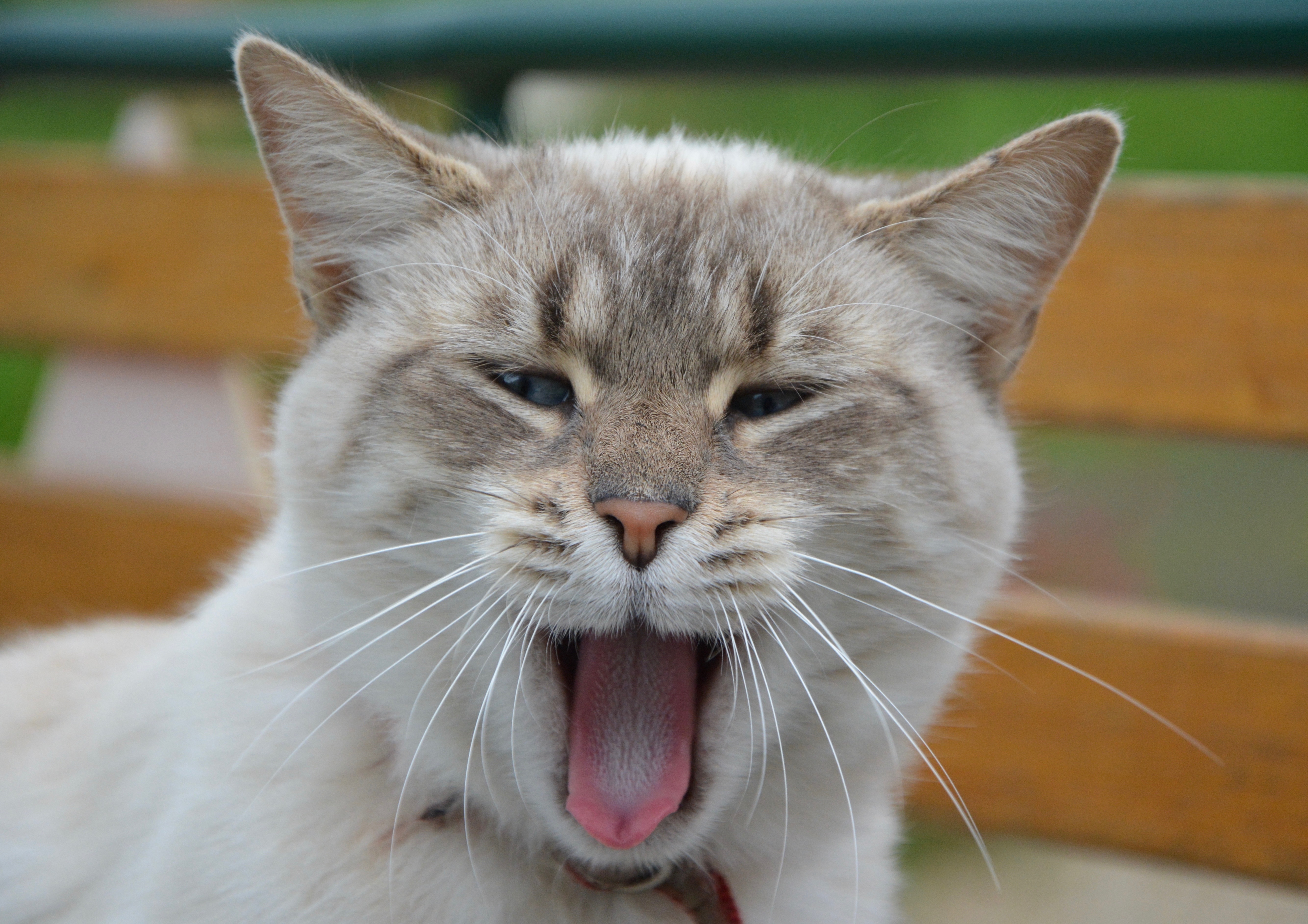 Download mobile wallpaper Sweetheart, Yawns, Nice, Cat, Muzzle, Animals for free.