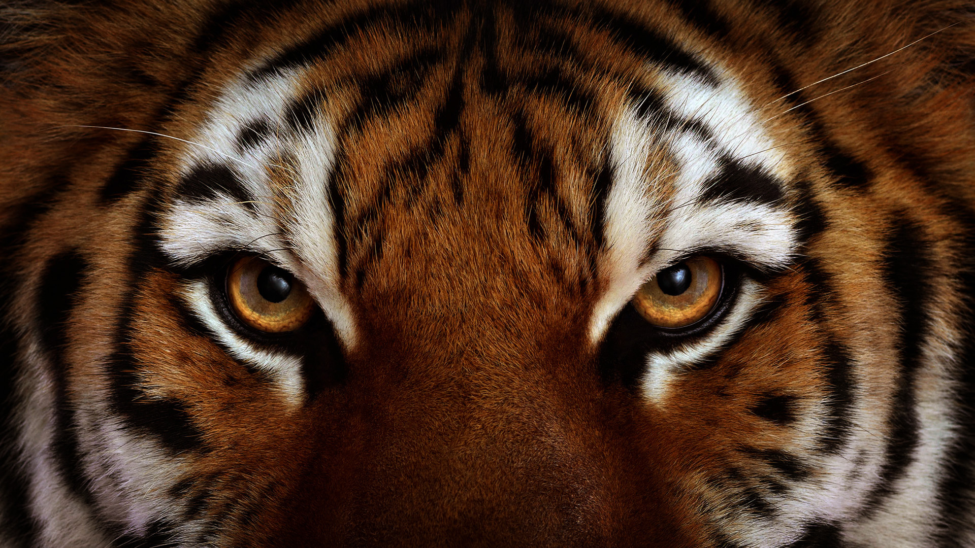 Тигр глаза