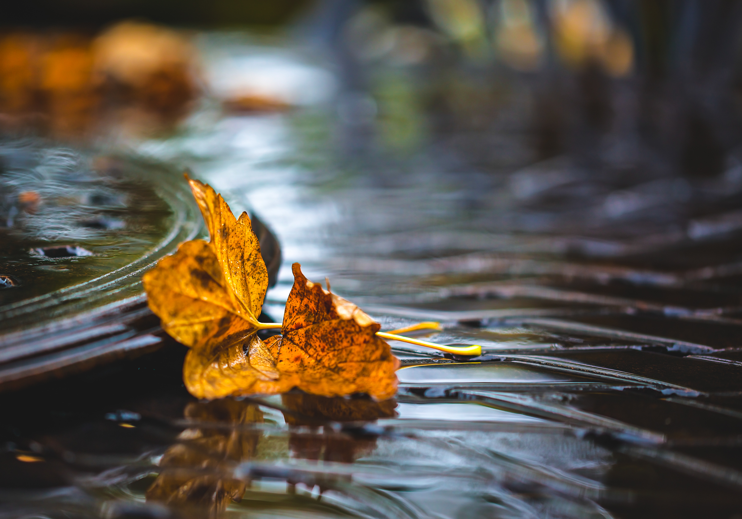 Большие листья на воде. Обои для рабочего стола листья на воде. Красивые картинки листья на воде ночной. Лист на воде красивые фото. Лист в вазе с водой.