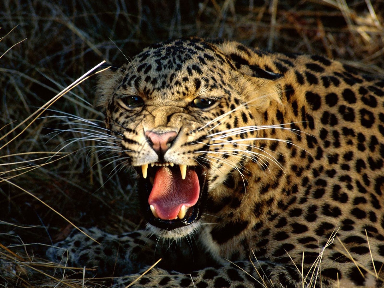 5065 Hintergrundbild herunterladen tiere, leopards - Bildschirmschoner und Bilder kostenlos