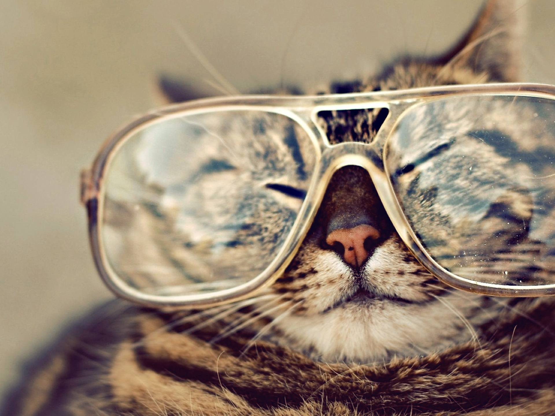 Download mobile wallpaper Cat, Glasses, Cats, Animal for free.