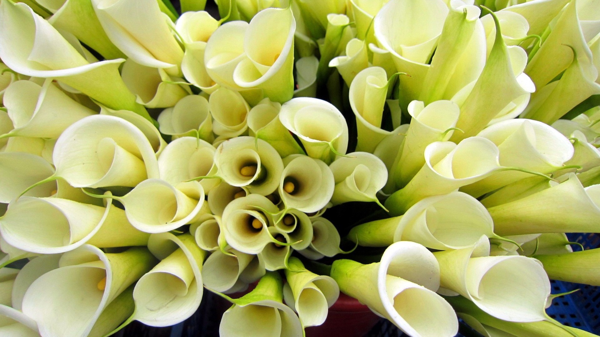 calla, earth, calla lily, flowers Free Stock Photo
