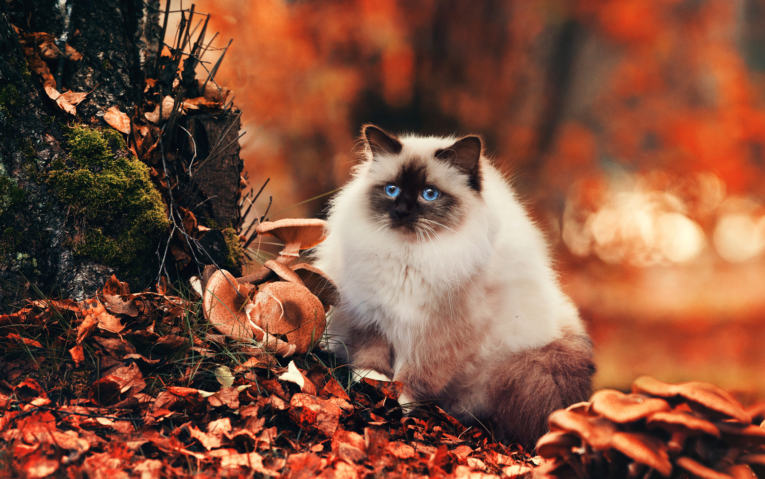 autumn, foliage, fluffy, cat, animals wallpaper for mobile