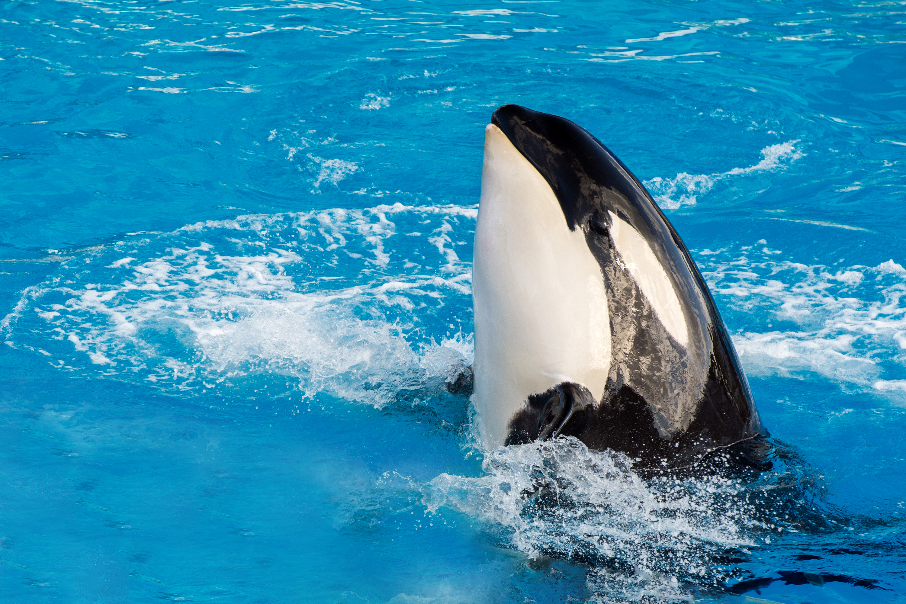 898229 Bild herunterladen tiere, orca, killerwal - Hintergrundbilder und Bildschirmschoner kostenlos