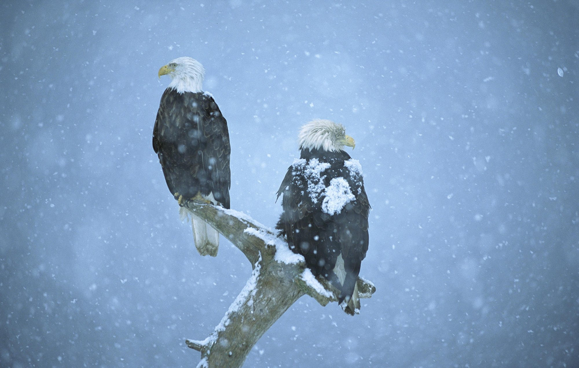 Download mobile wallpaper Winter, Birds, Snow, Bird, Branch, Animal, Eagle, Bald Eagle, Snowfall for free.
