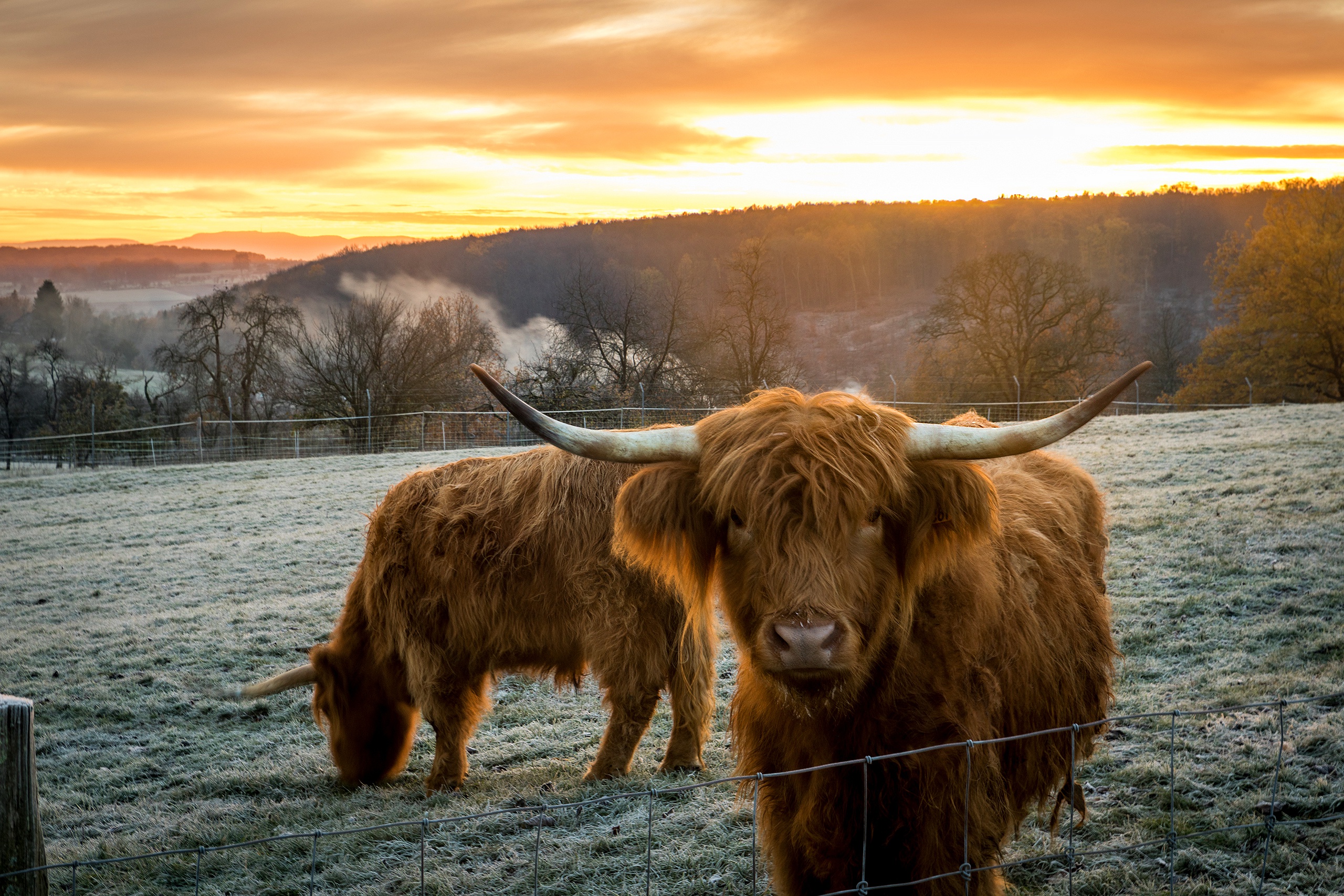 animal, cow, fence, pasture Image for desktop