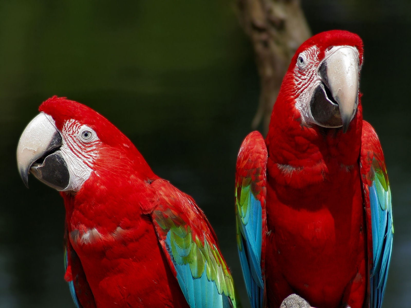 167790壁紙のダウンロード動物, 赤と緑のコンゴウインコ, 鳥-スクリーンセーバーと写真を無料で
