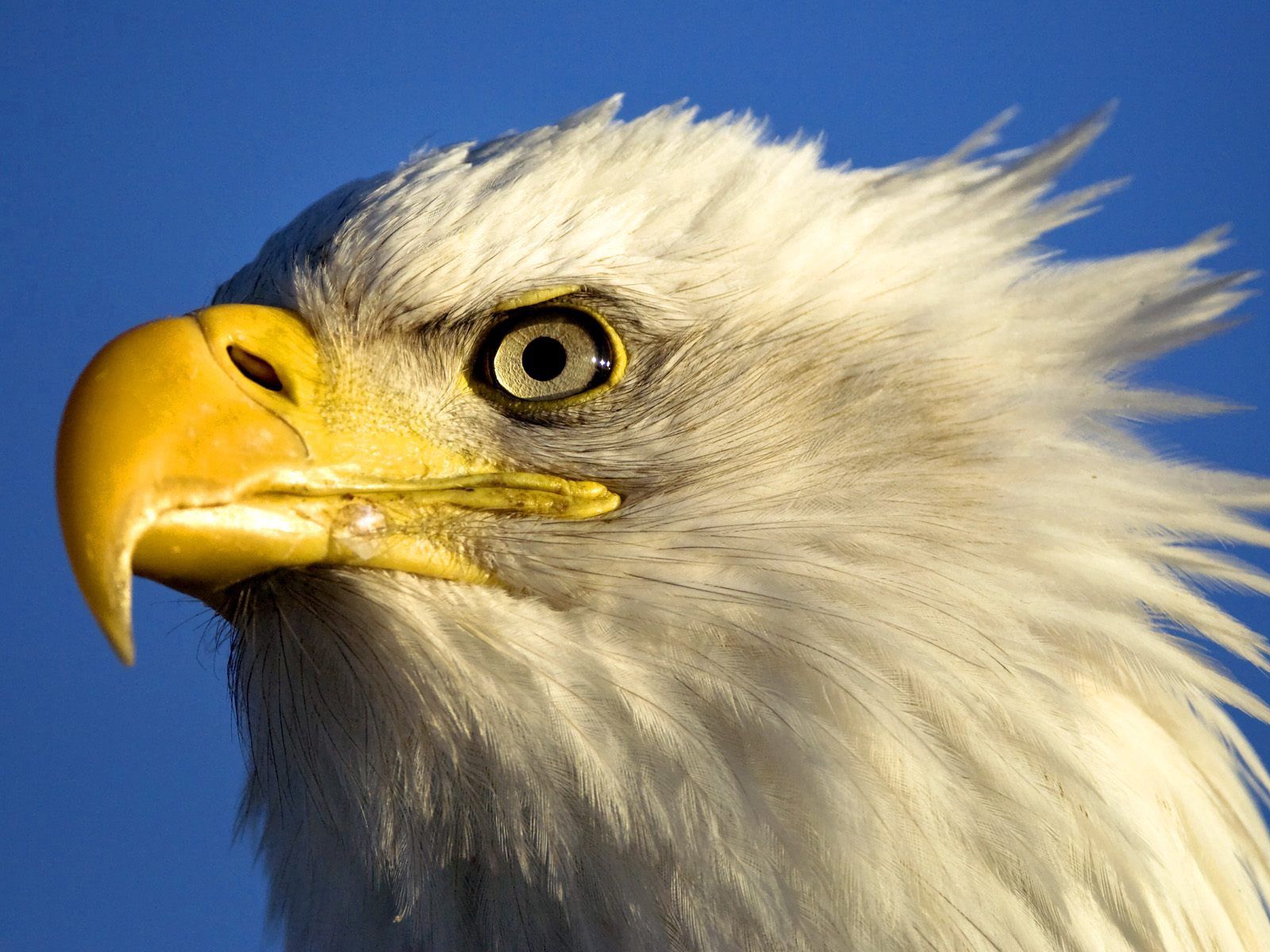 Download mobile wallpaper Predator, Bird, Beak, Animals, Eagle for free.