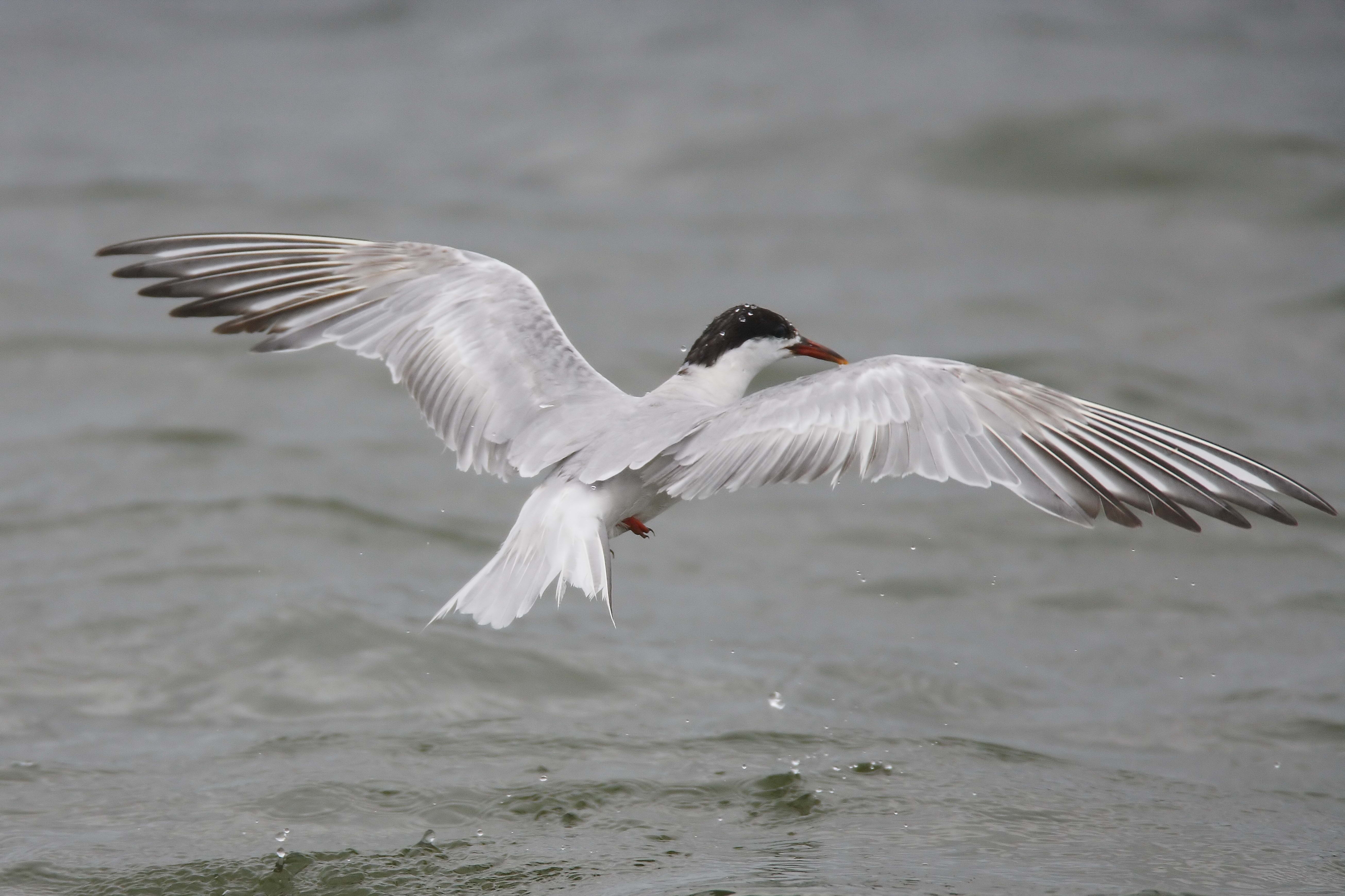 animals, water, bird, flight, gull, seagull 4K Ultra