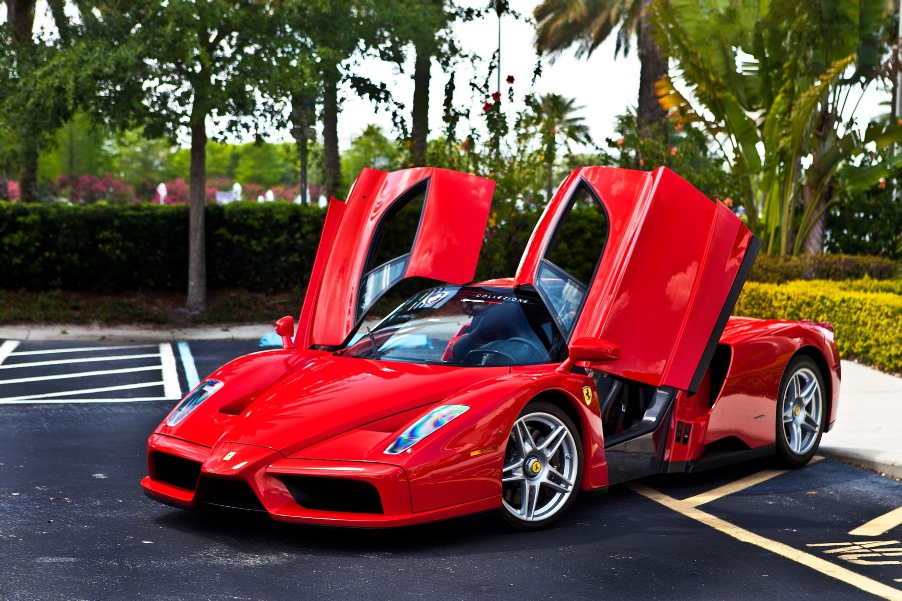 Ferrari Enzo Wallpaper