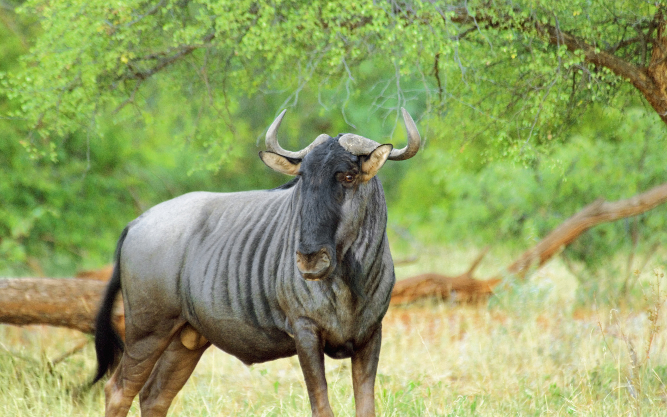 wildebeest, animal Full HD